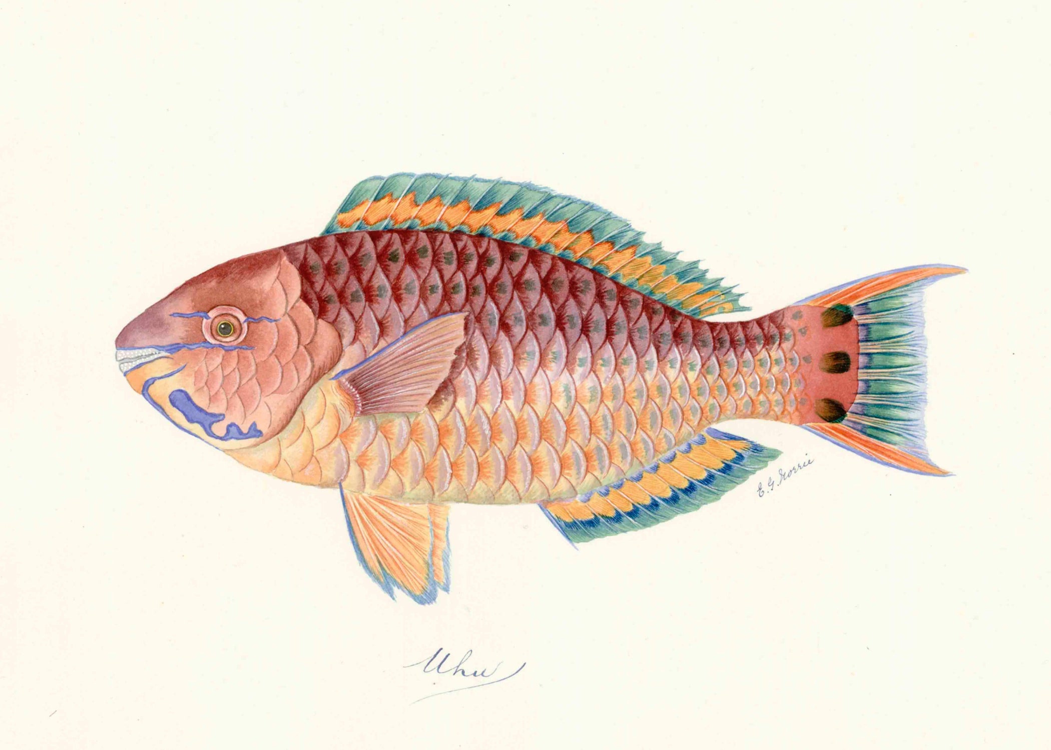 POLYNESIAN FISH 34