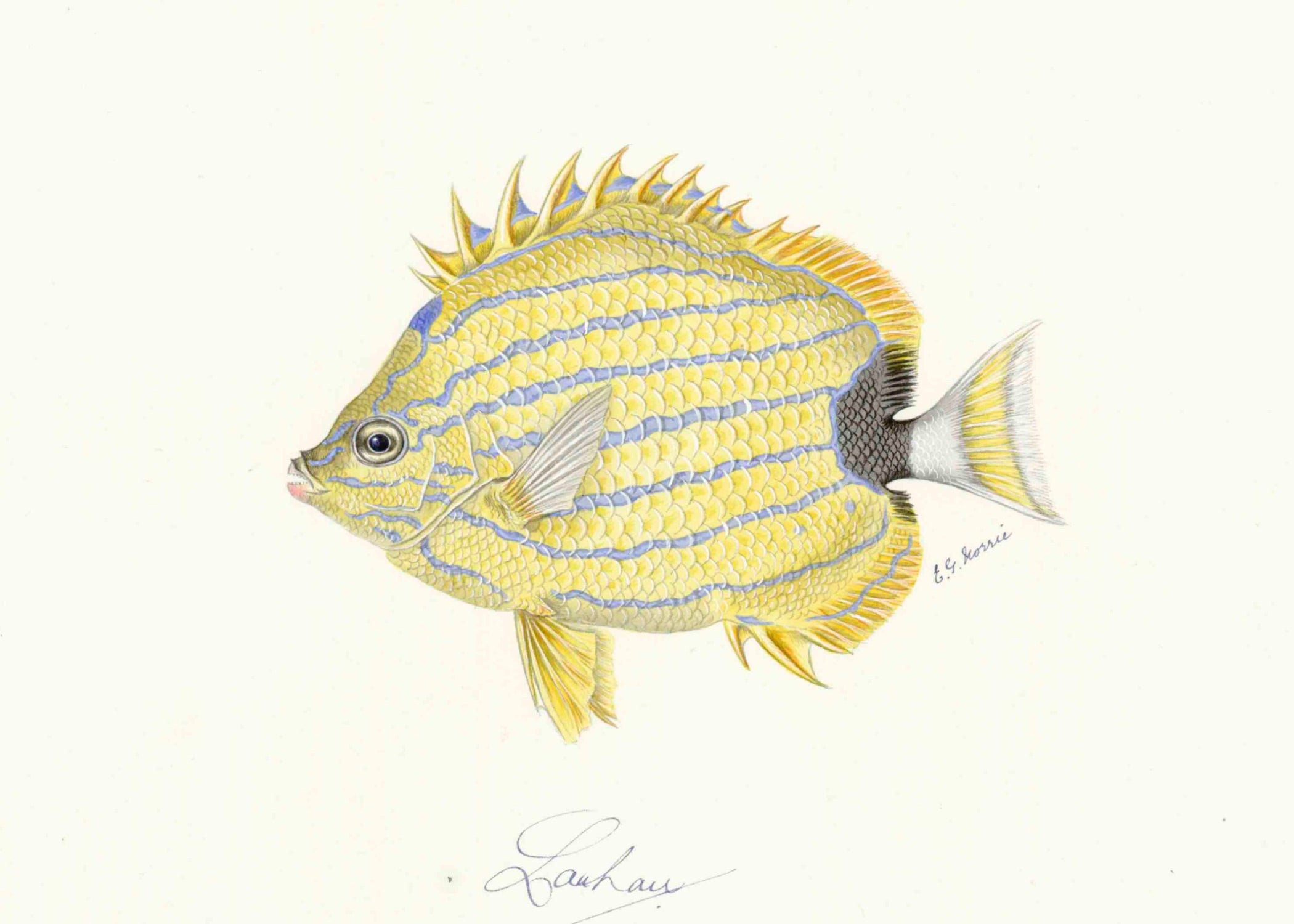 POLYNESIAN FISH 35