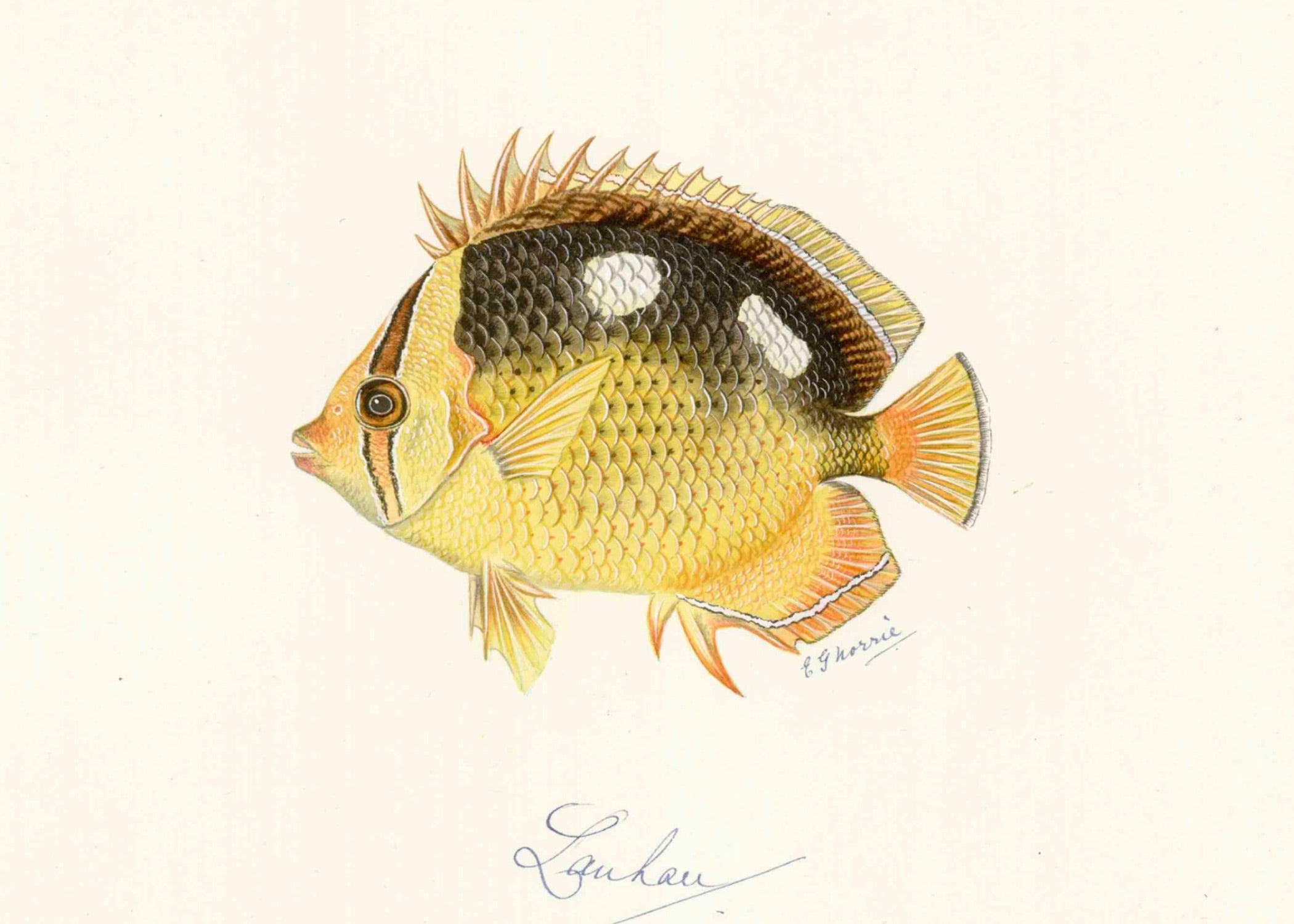 POLYNESIAN FISH 36