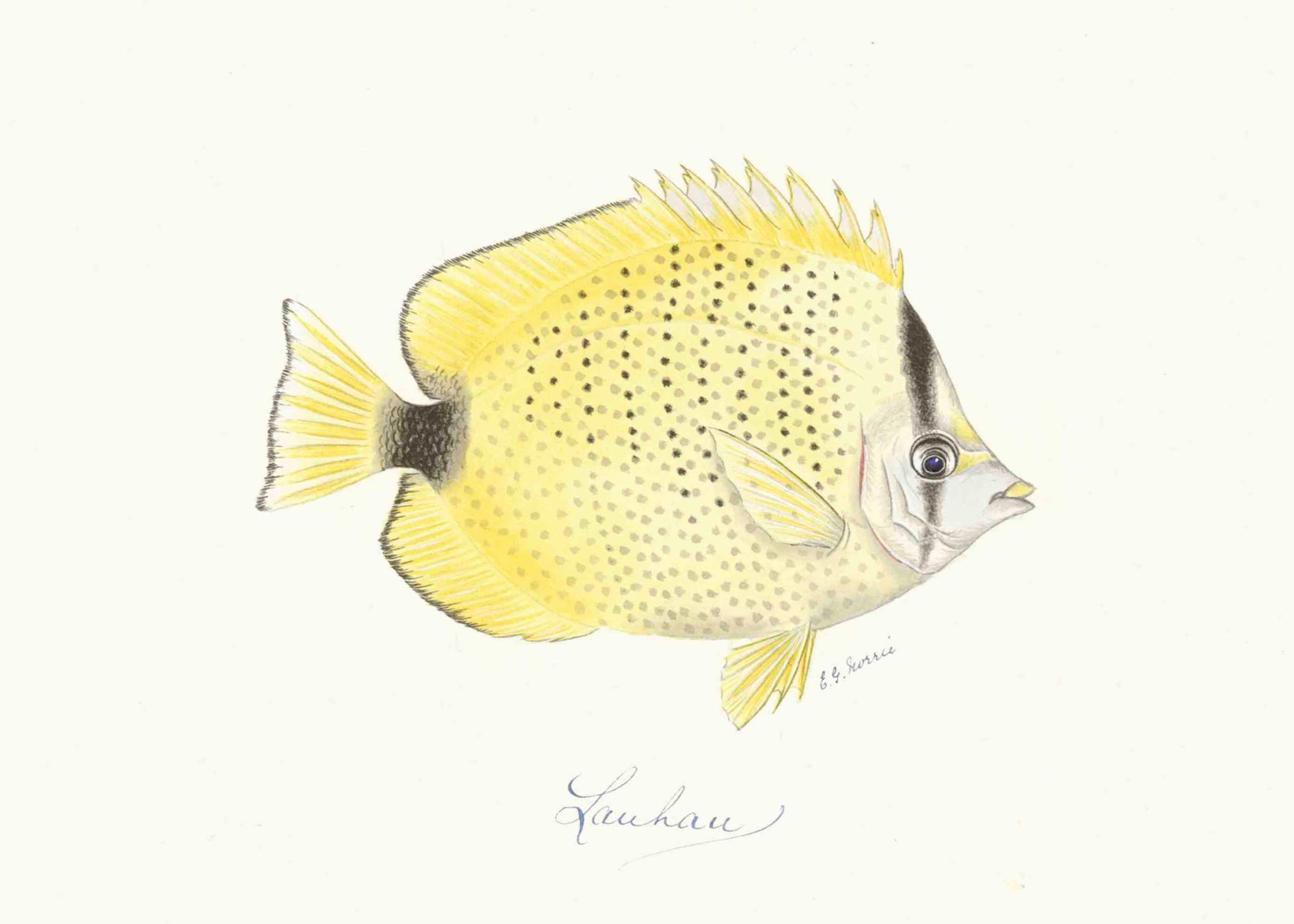 POLYNESIAN FISH 4