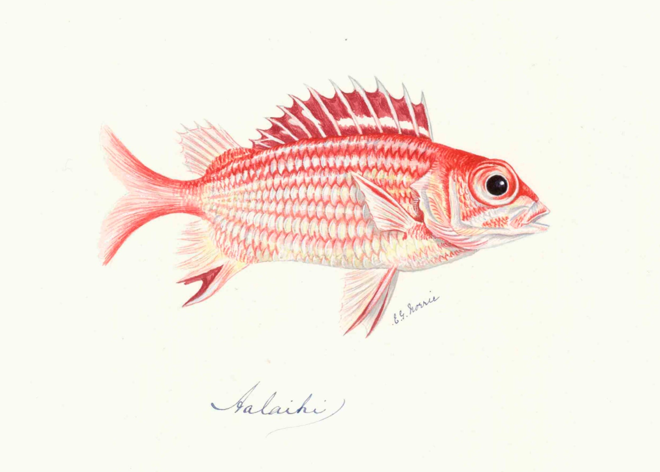 POLYNESIAN FISH 5
