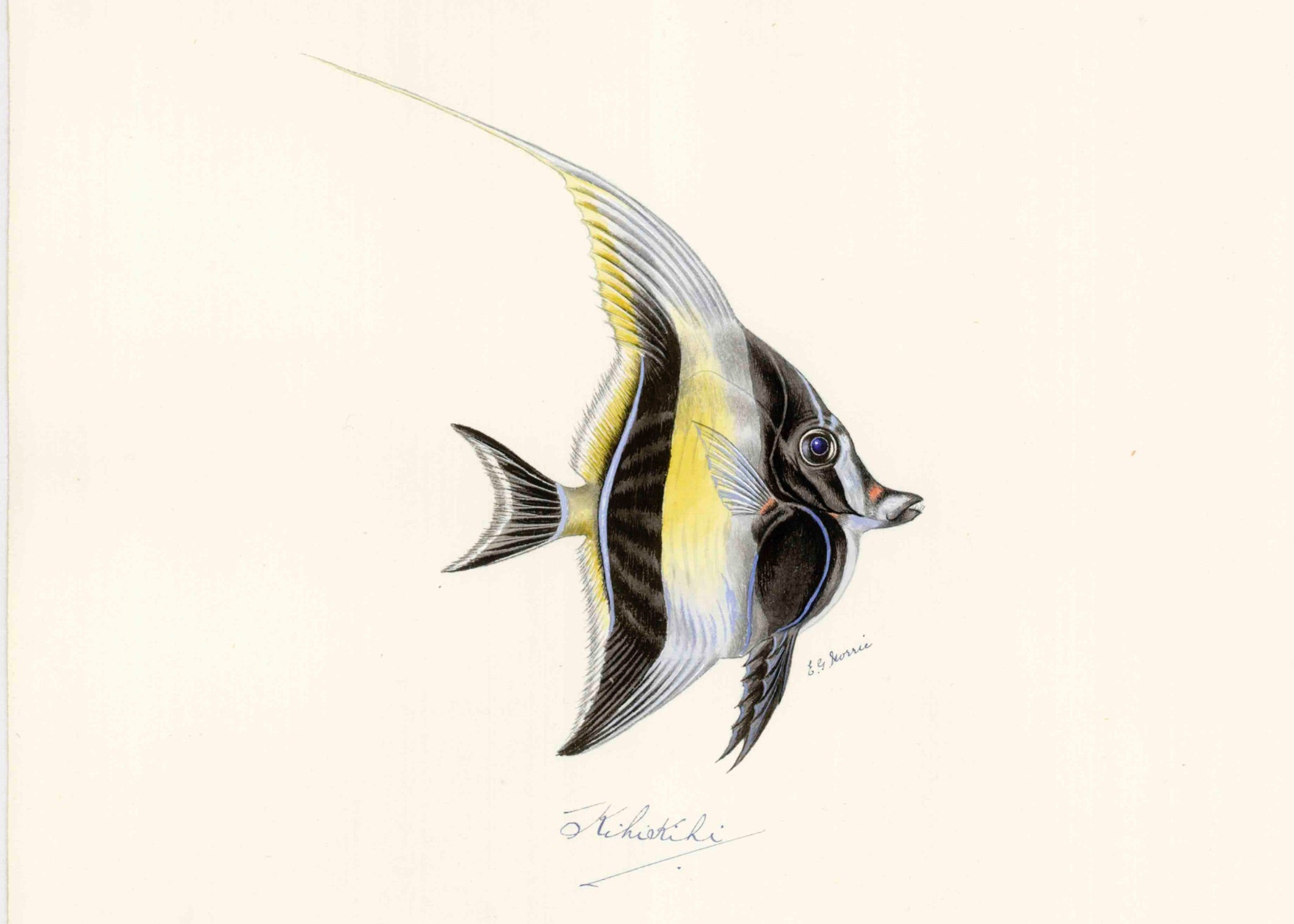 POLYNESIAN FISH 6