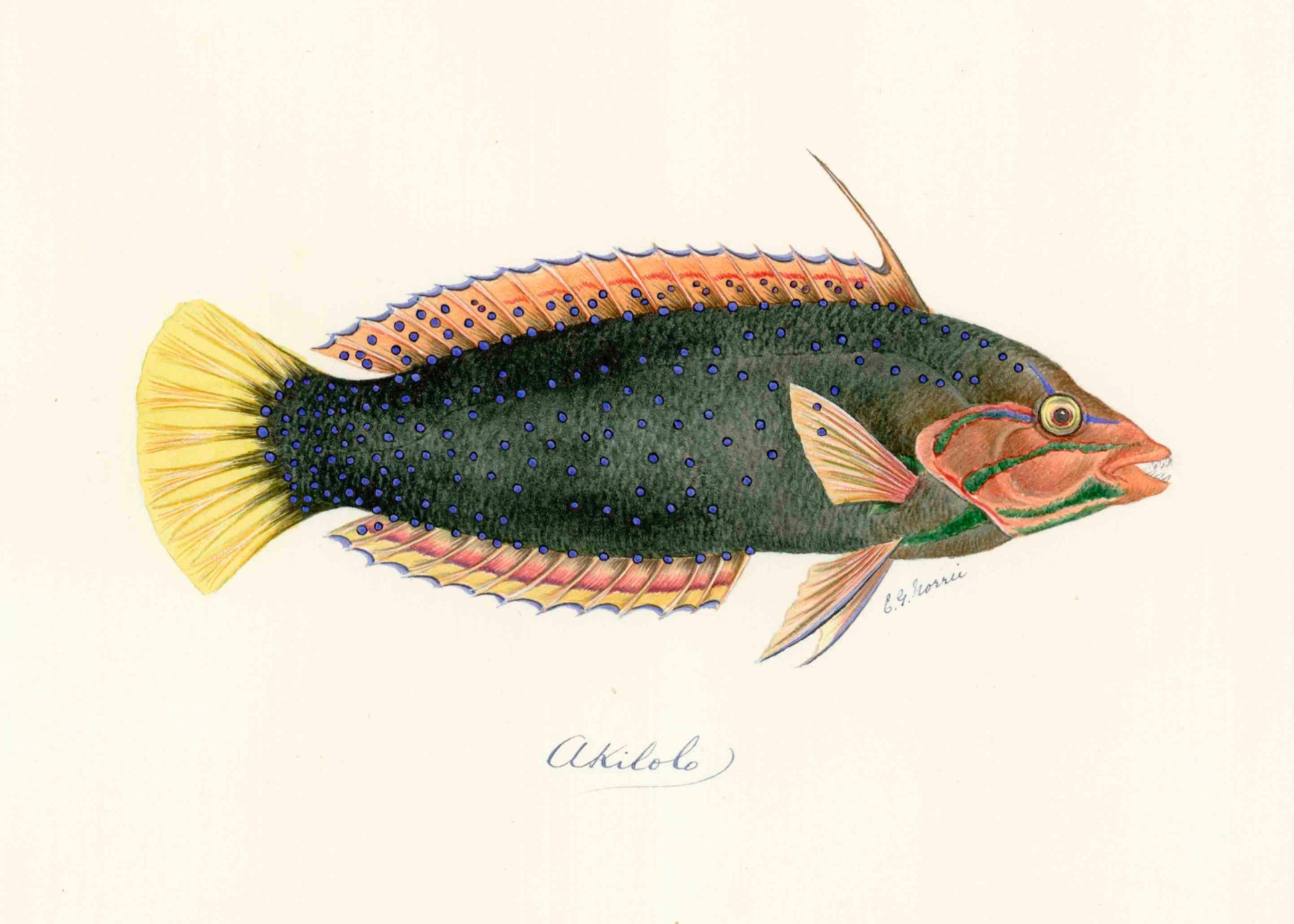 POLYNESIAN FISH 7