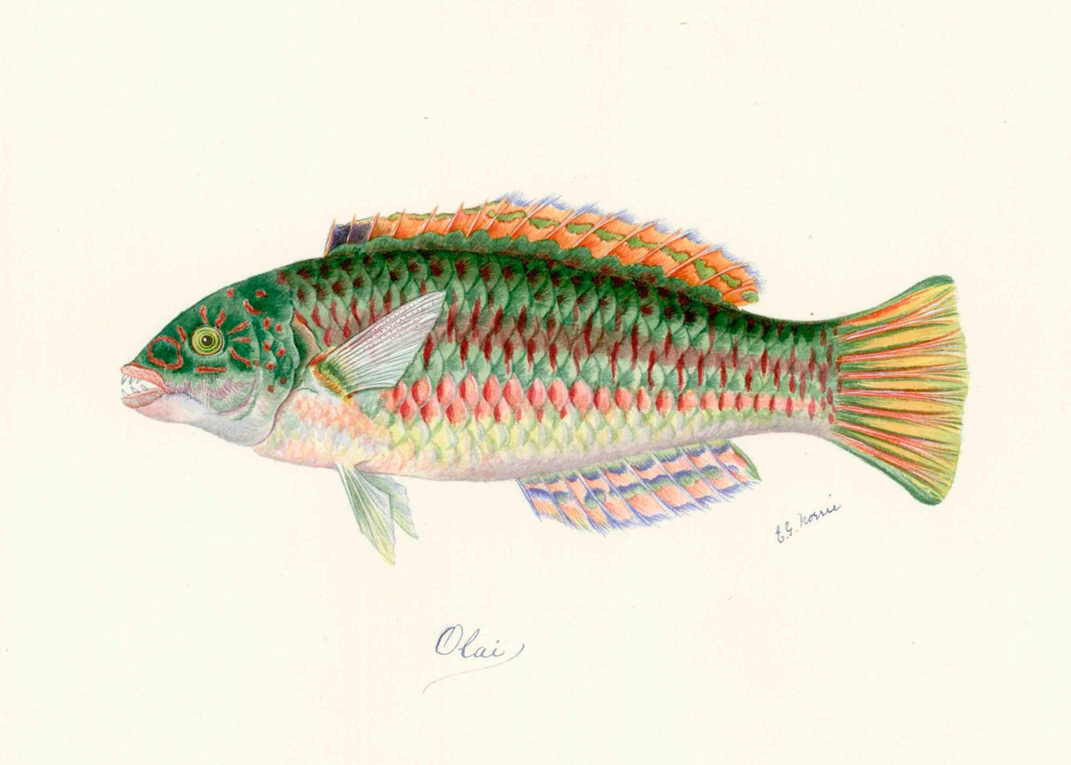 POLYNESIAN FISH 8