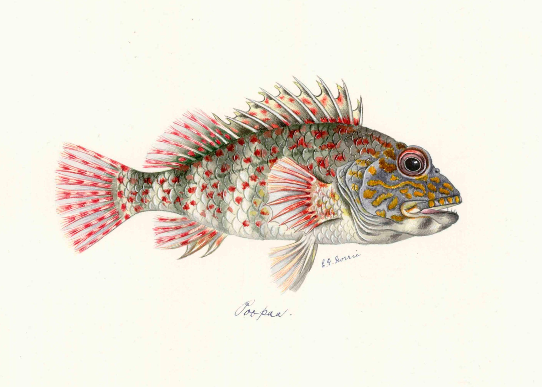 POLYNESIAN FISH 9
