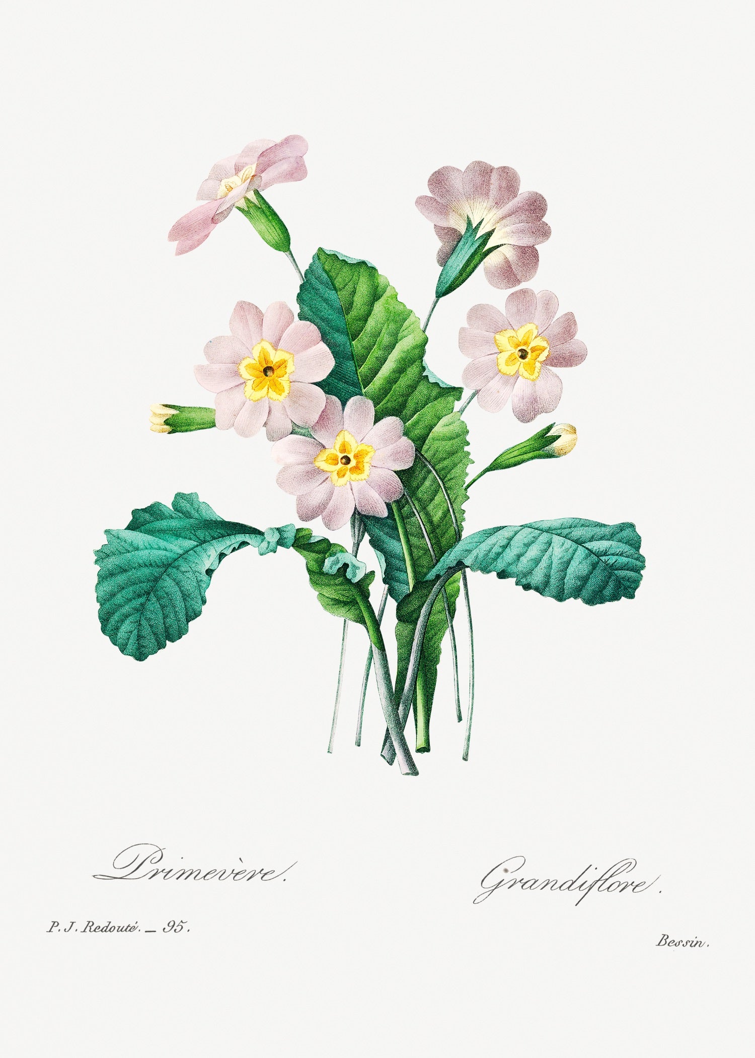 Pierre-Joseph Redouté 10