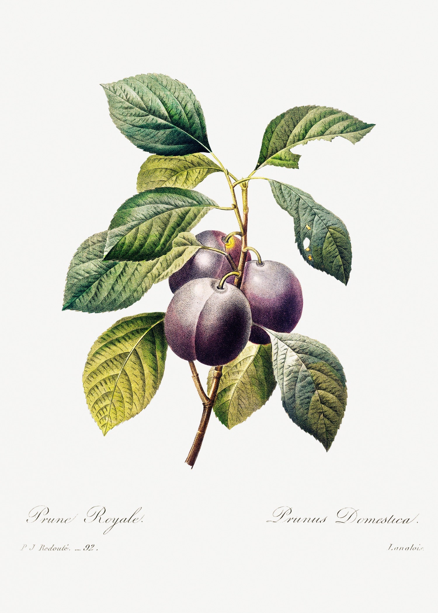 Pierre-Joseph Redouté 2