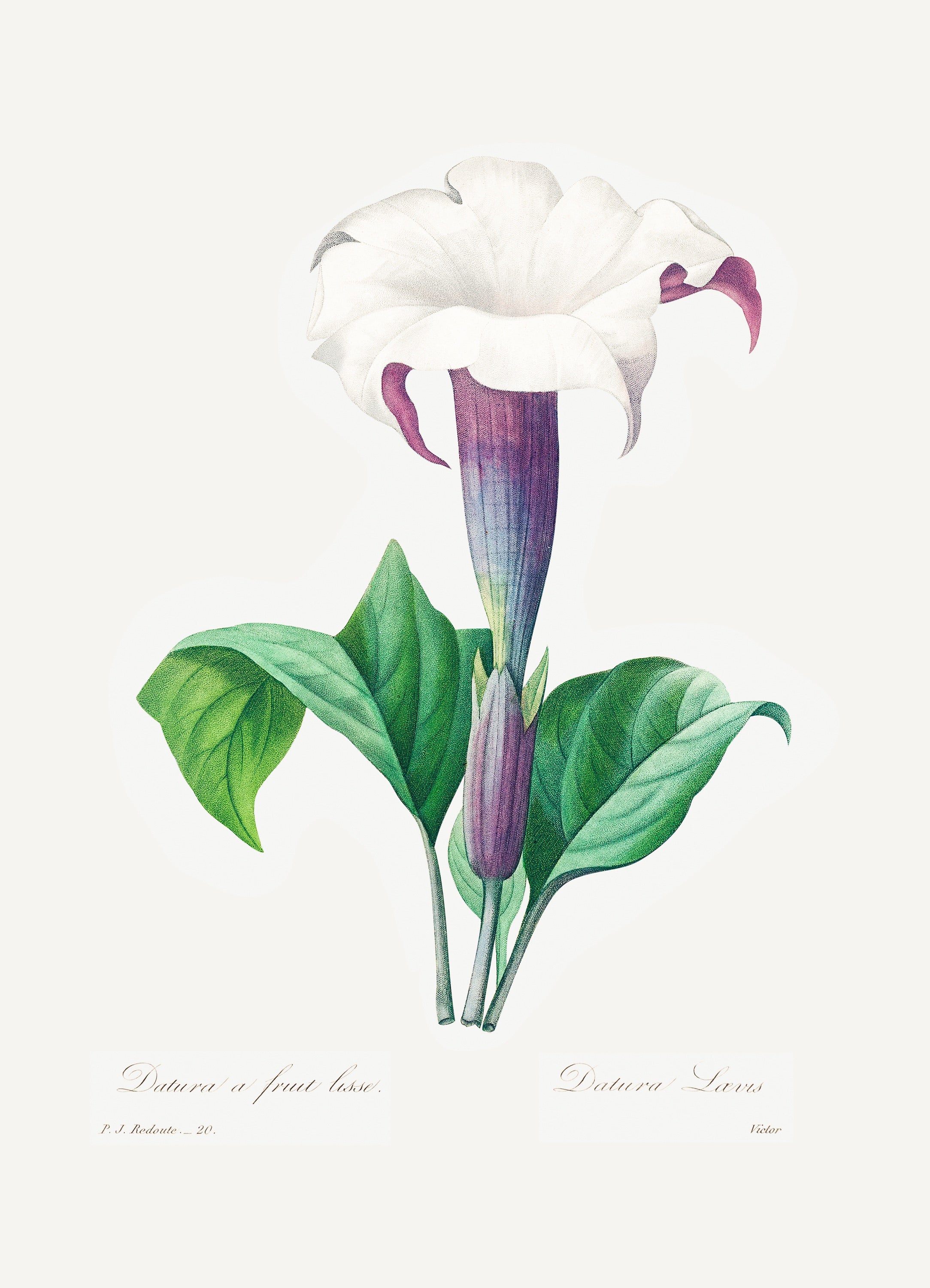Pierre-Joseph Redouté 23