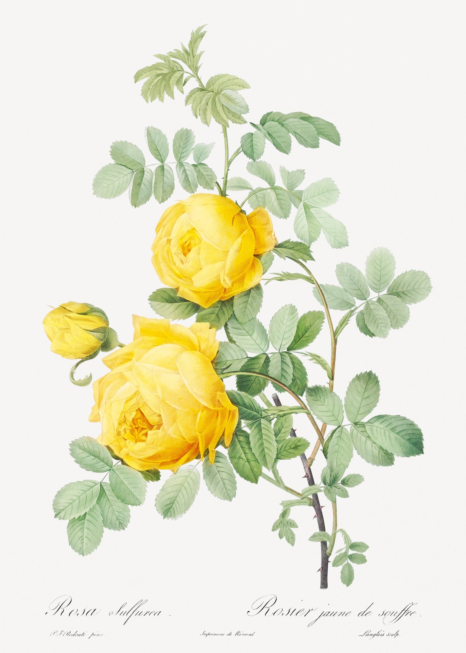 Pierre-Joseph Redouté 34