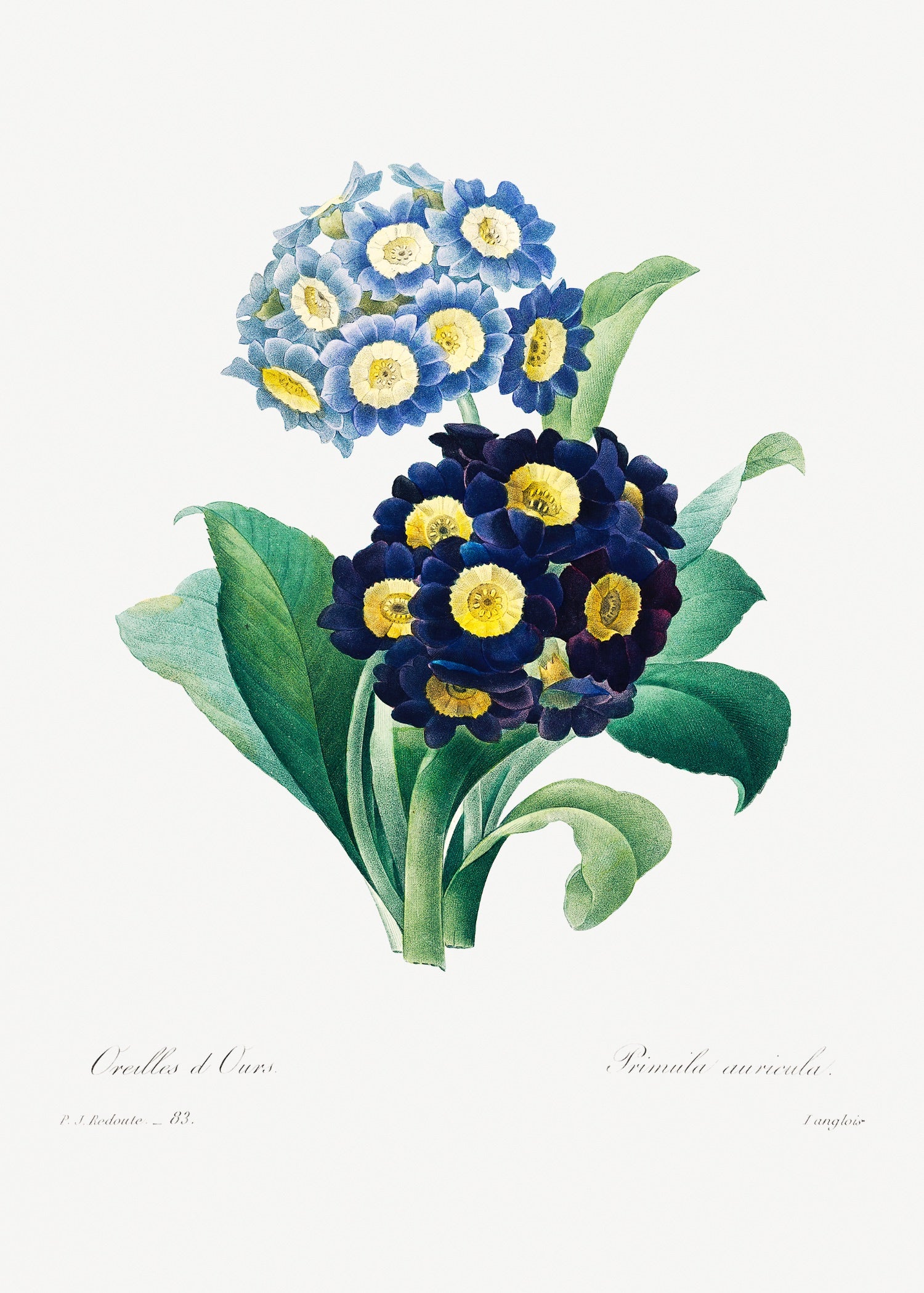 Pierre-Joseph Redouté 42