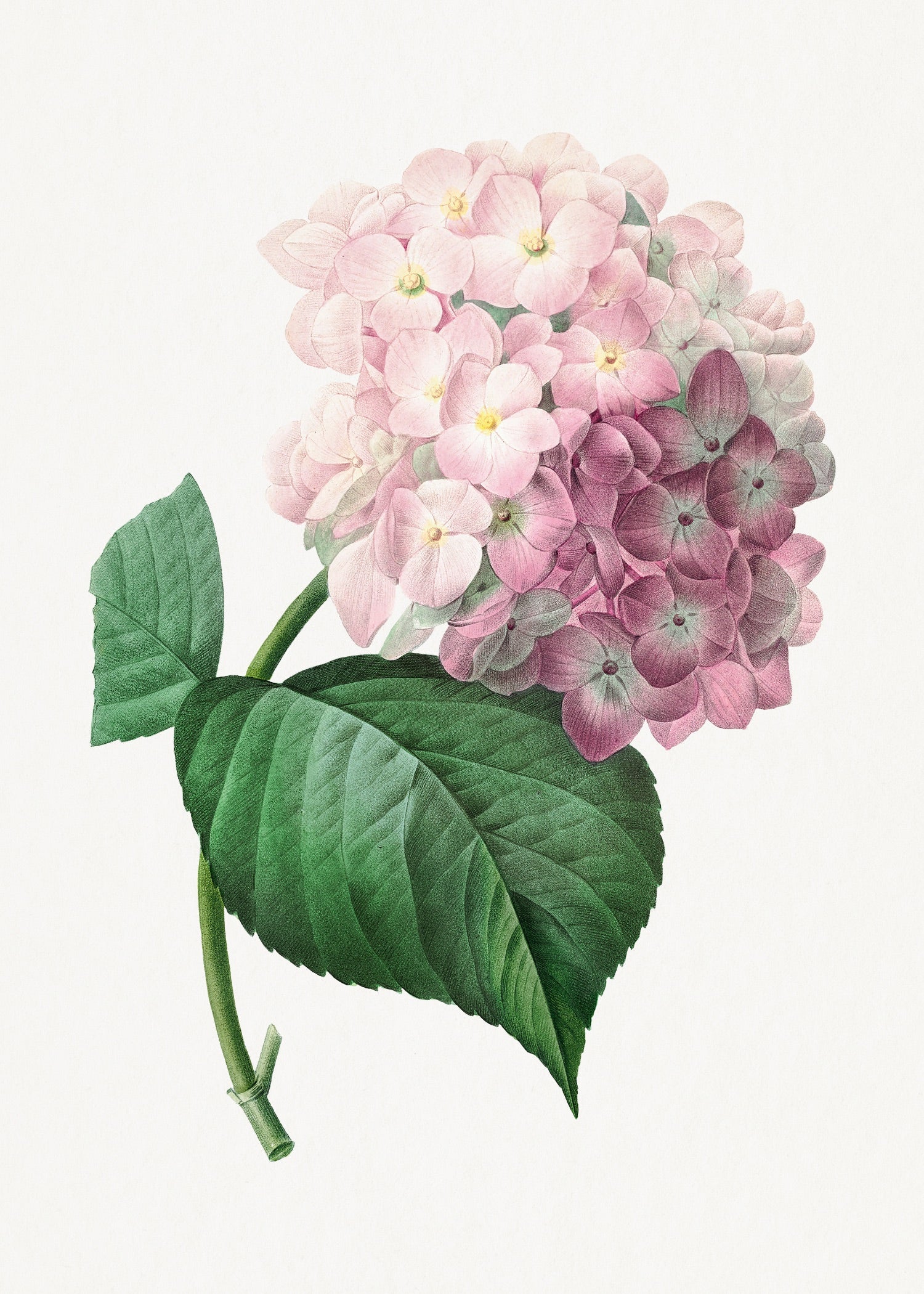 Pierre-Joseph Redouté 44