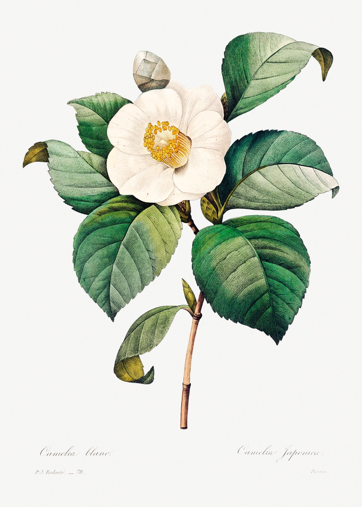 Pierre-Joseph Redouté 5