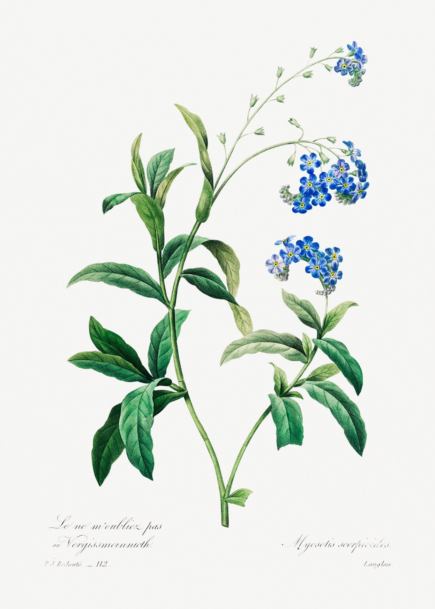 Pierre-Joseph Redouté 7