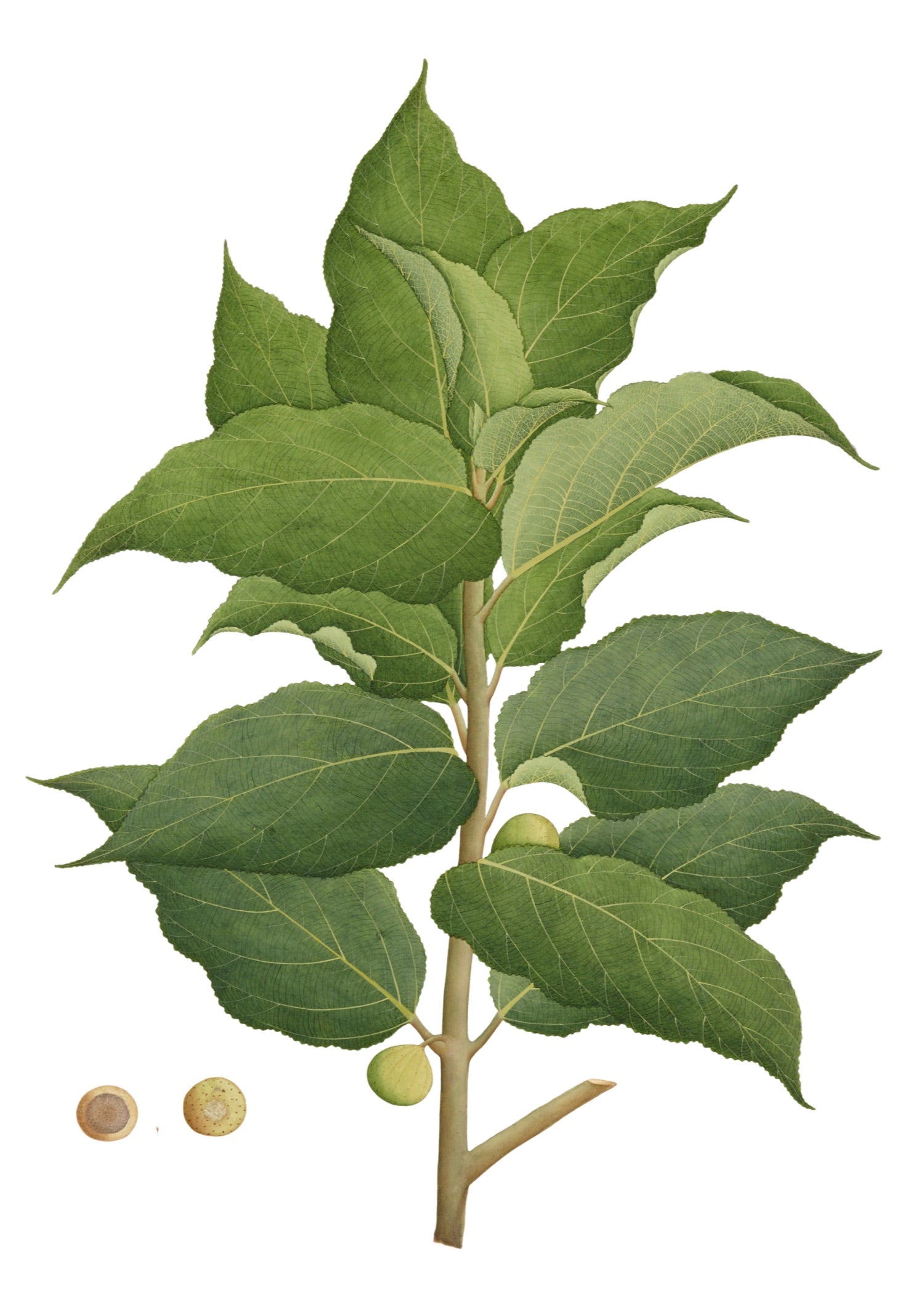 RAJ BOTANICAL 1