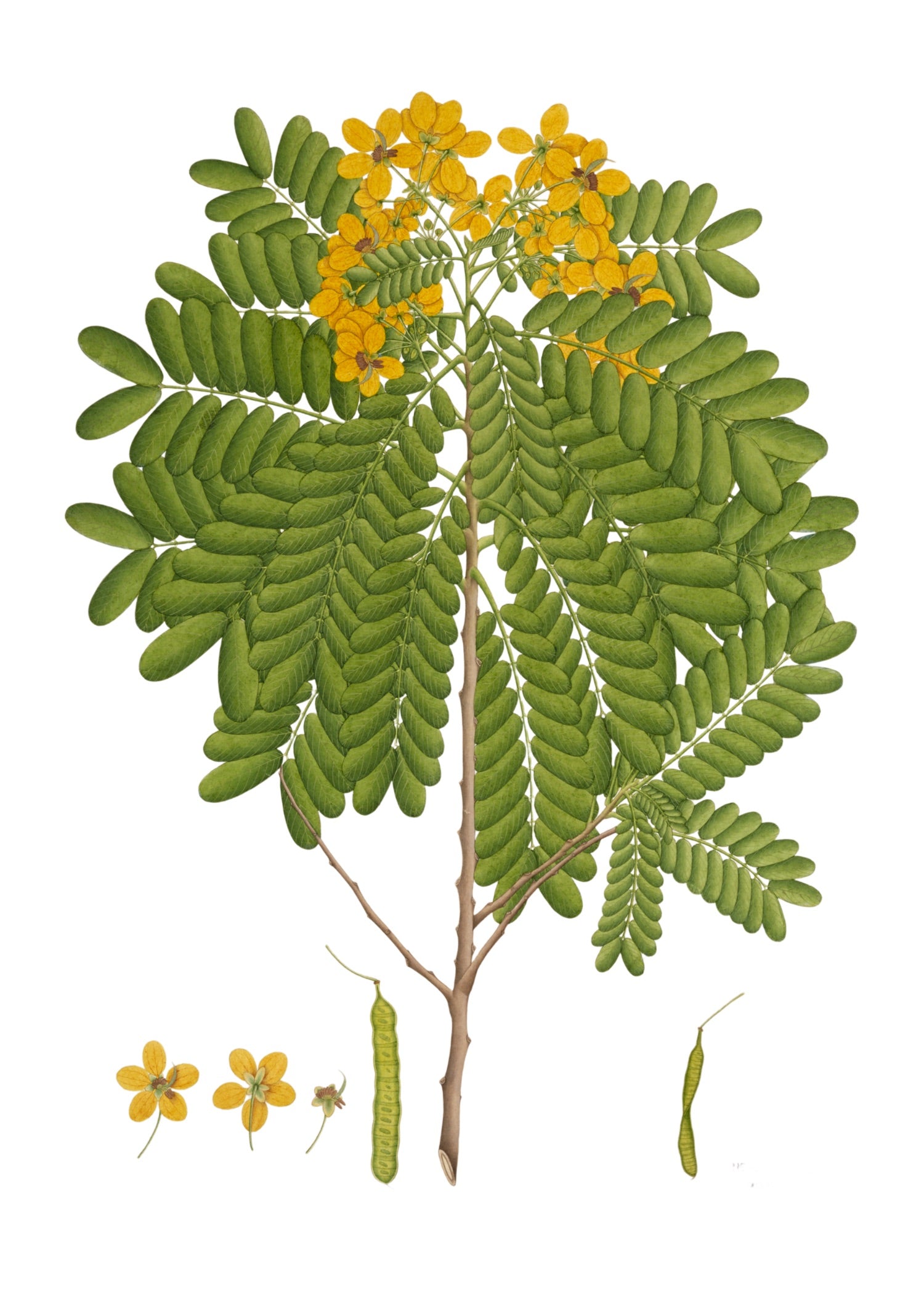 RAJ BOTANICAL 11