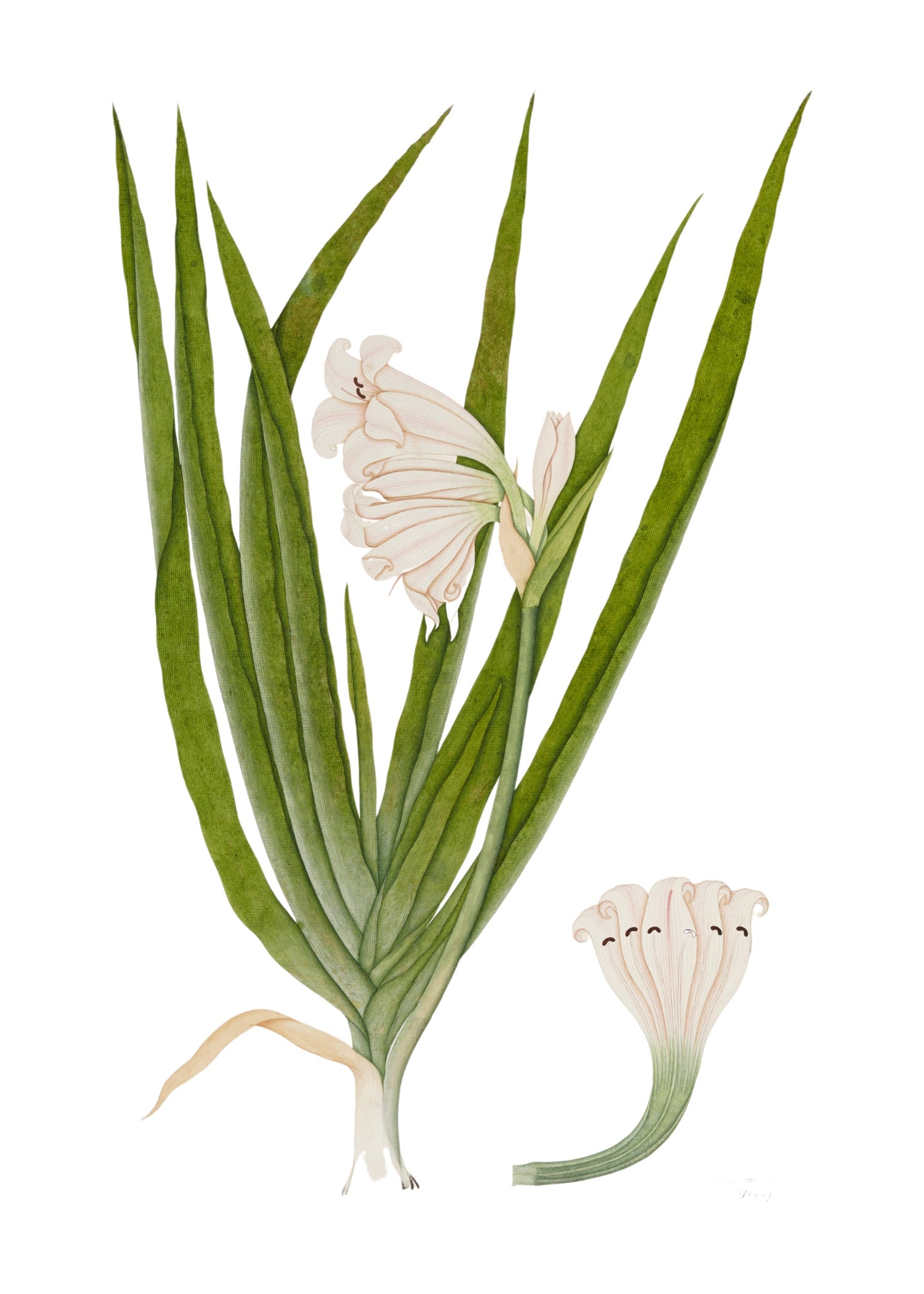 RAJ BOTANICAL 12