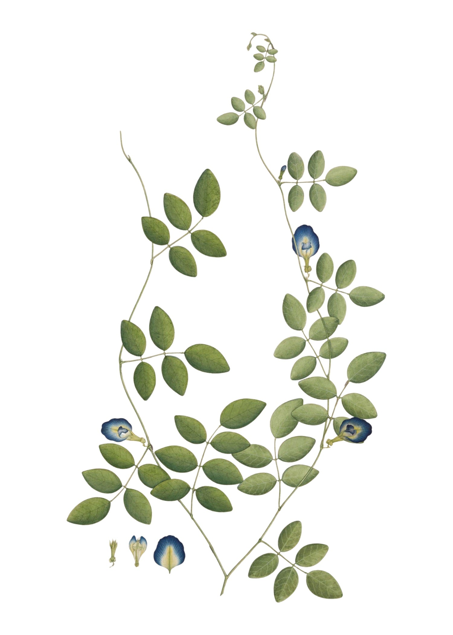 RAJ BOTANICAL 13