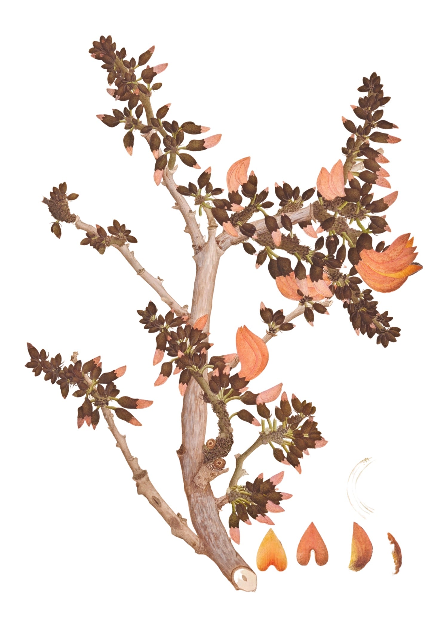 RAJ BOTANICAL 19