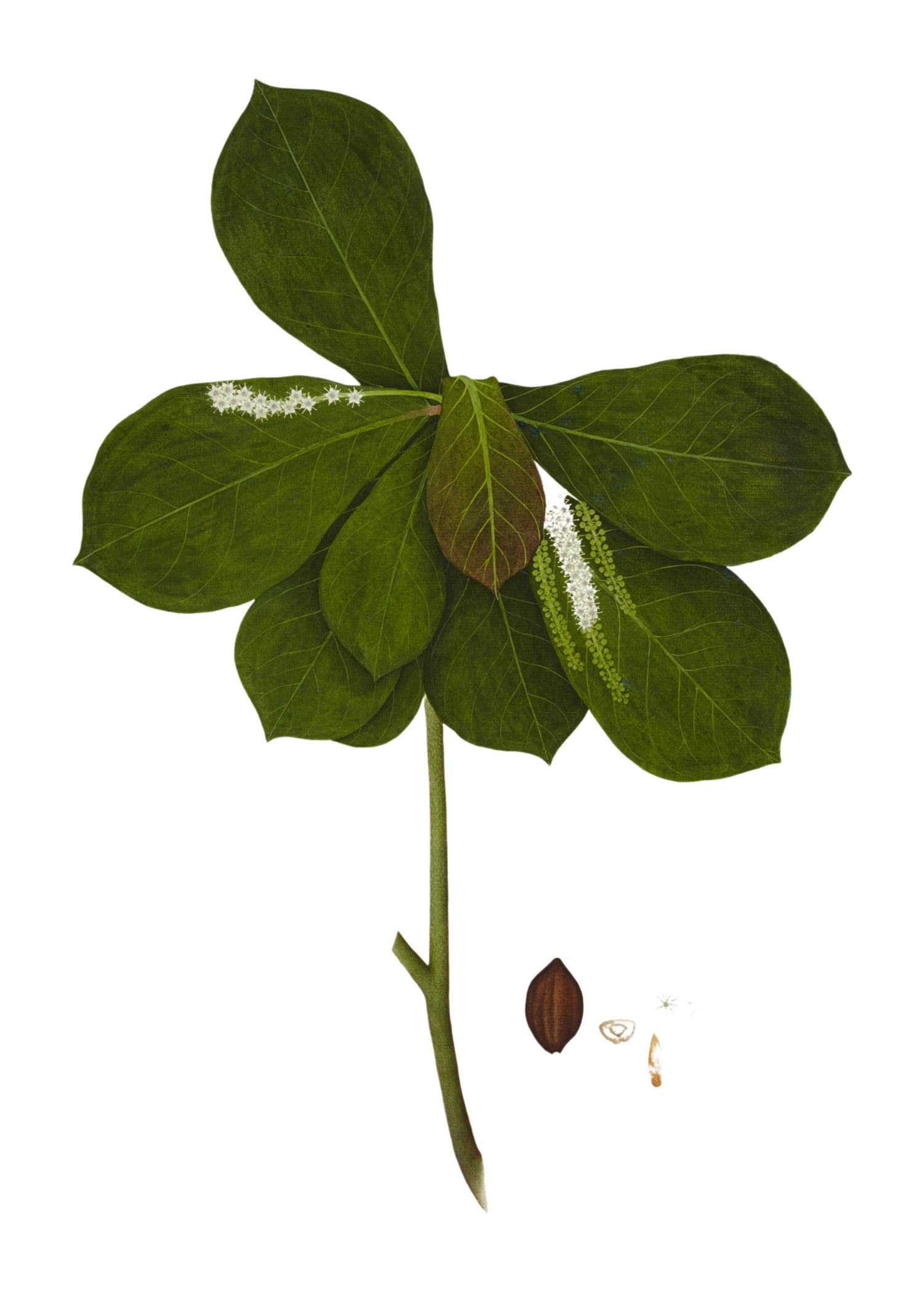 RAJ BOTANICAL 20