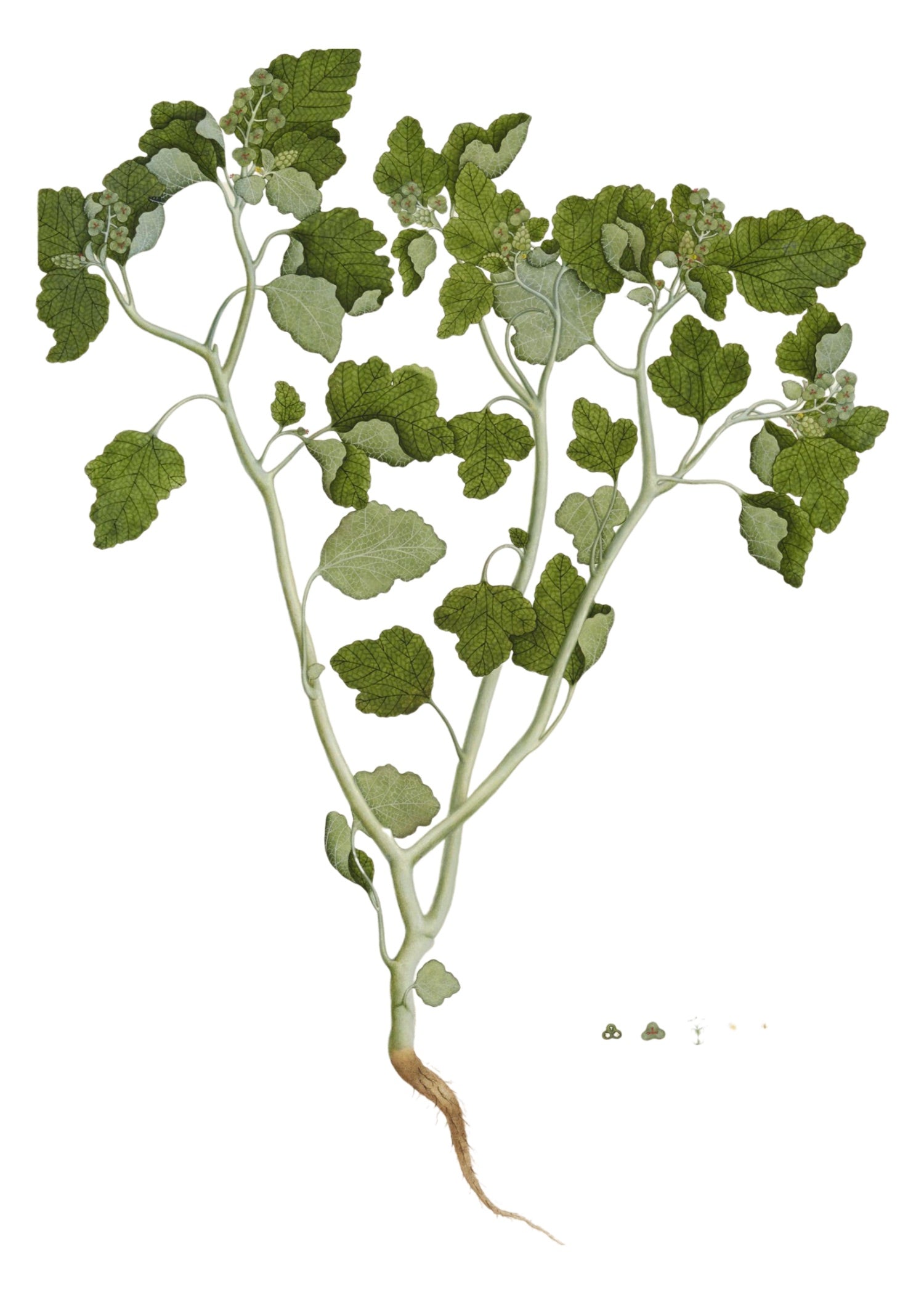 RAJ BOTANICAL 22