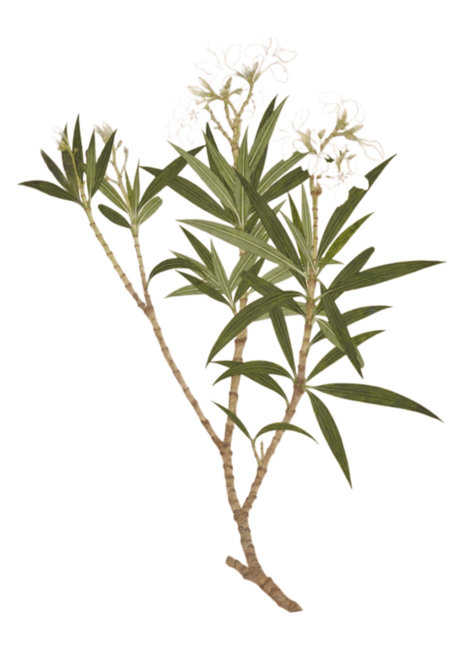 RAJ BOTANICAL 23