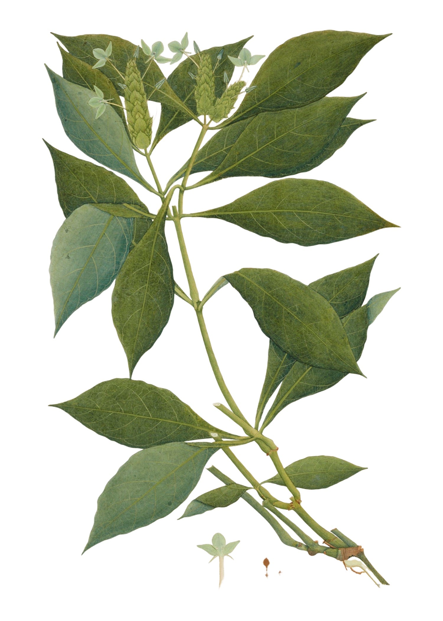 RAJ BOTANICAL 25