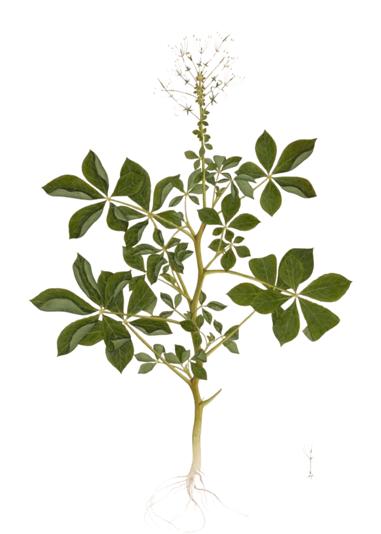 RAJ BOTANICAL 28