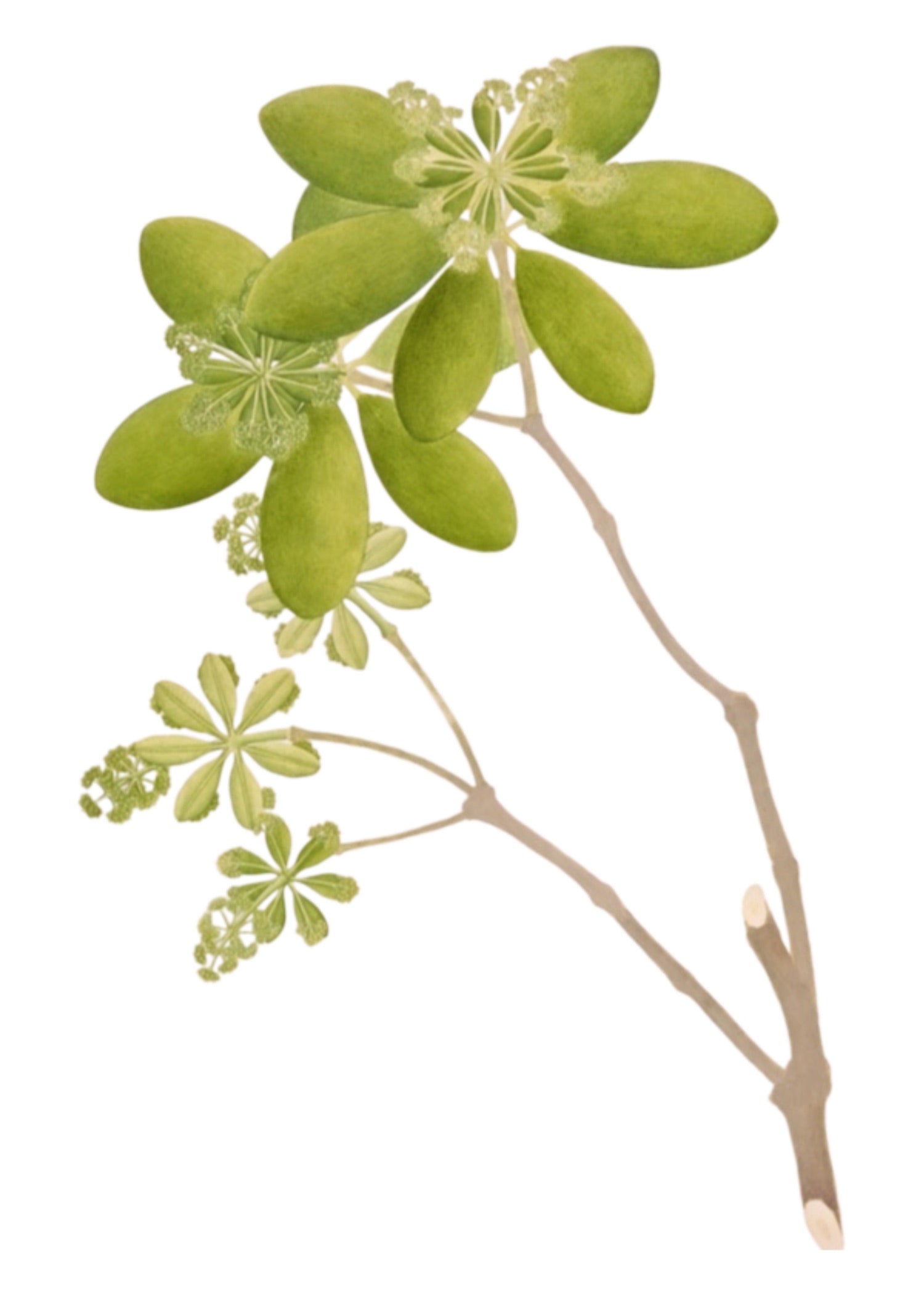 RAJ BOTANICAL 29