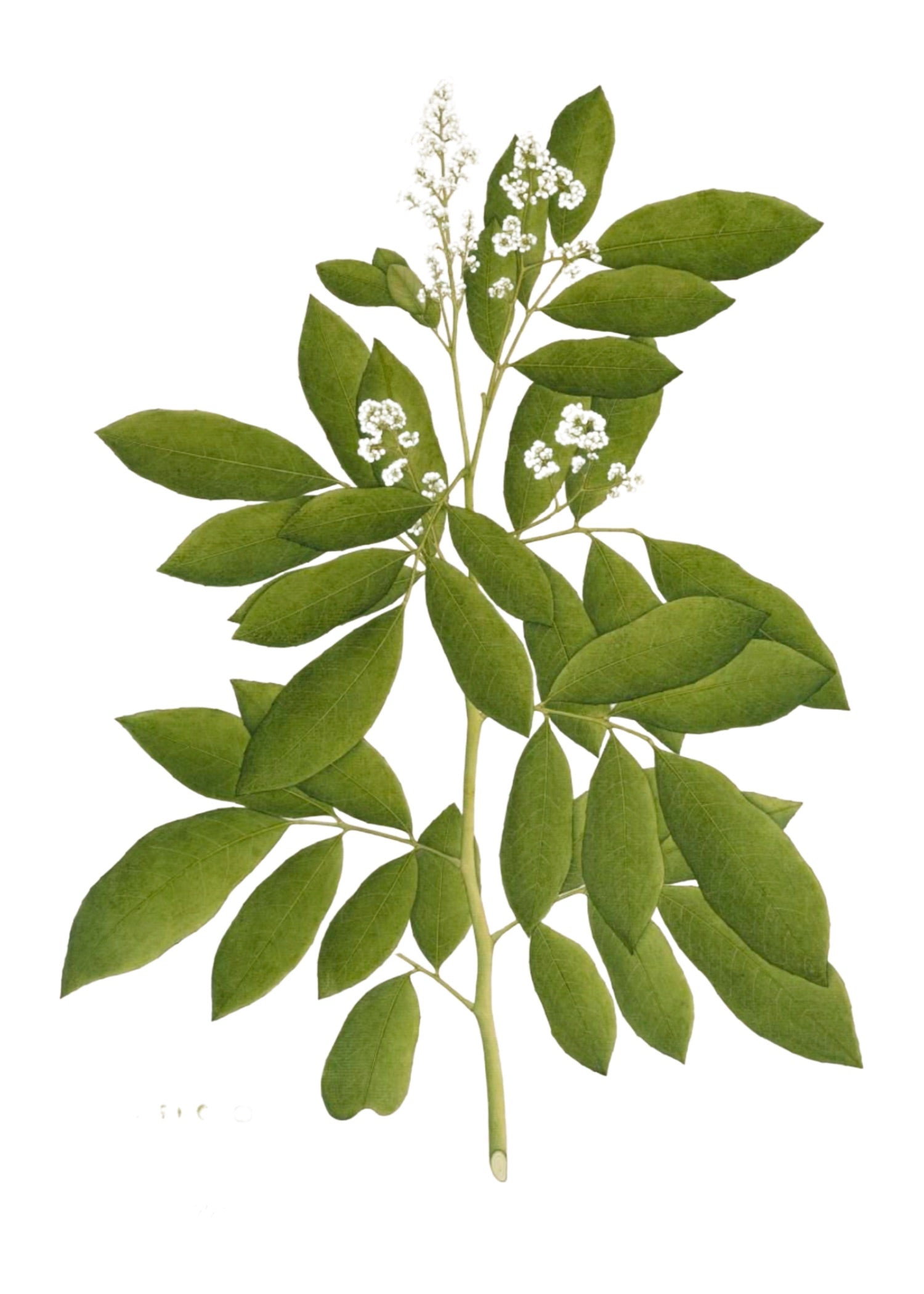 RAJ BOTANICAL 30