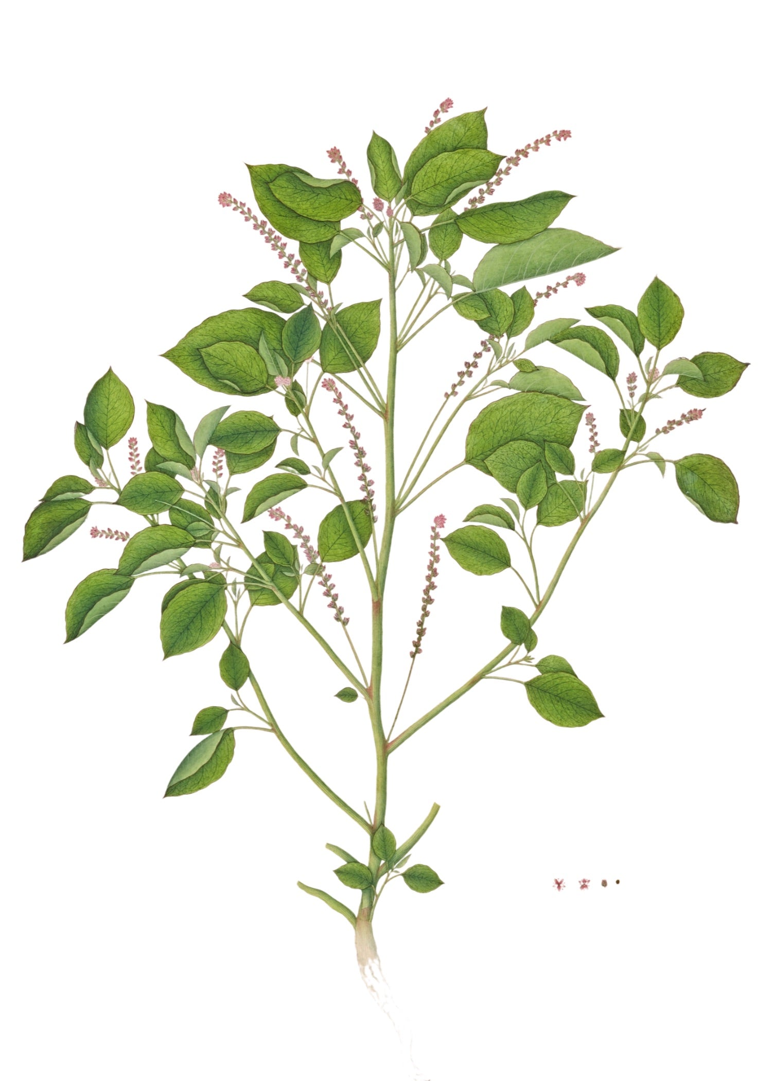 RAJ BOTANICAL 31