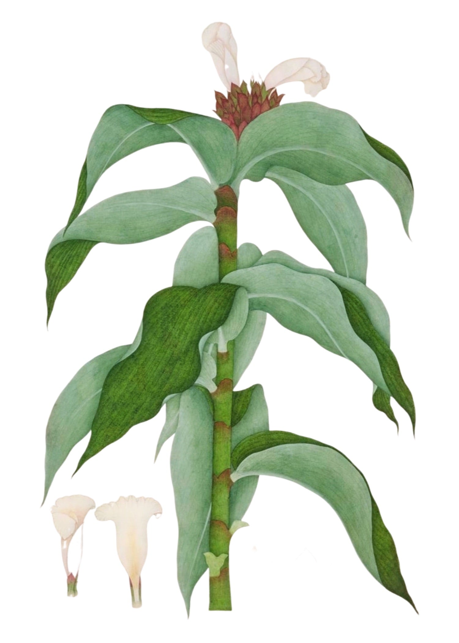 RAJ BOTANICAL 33