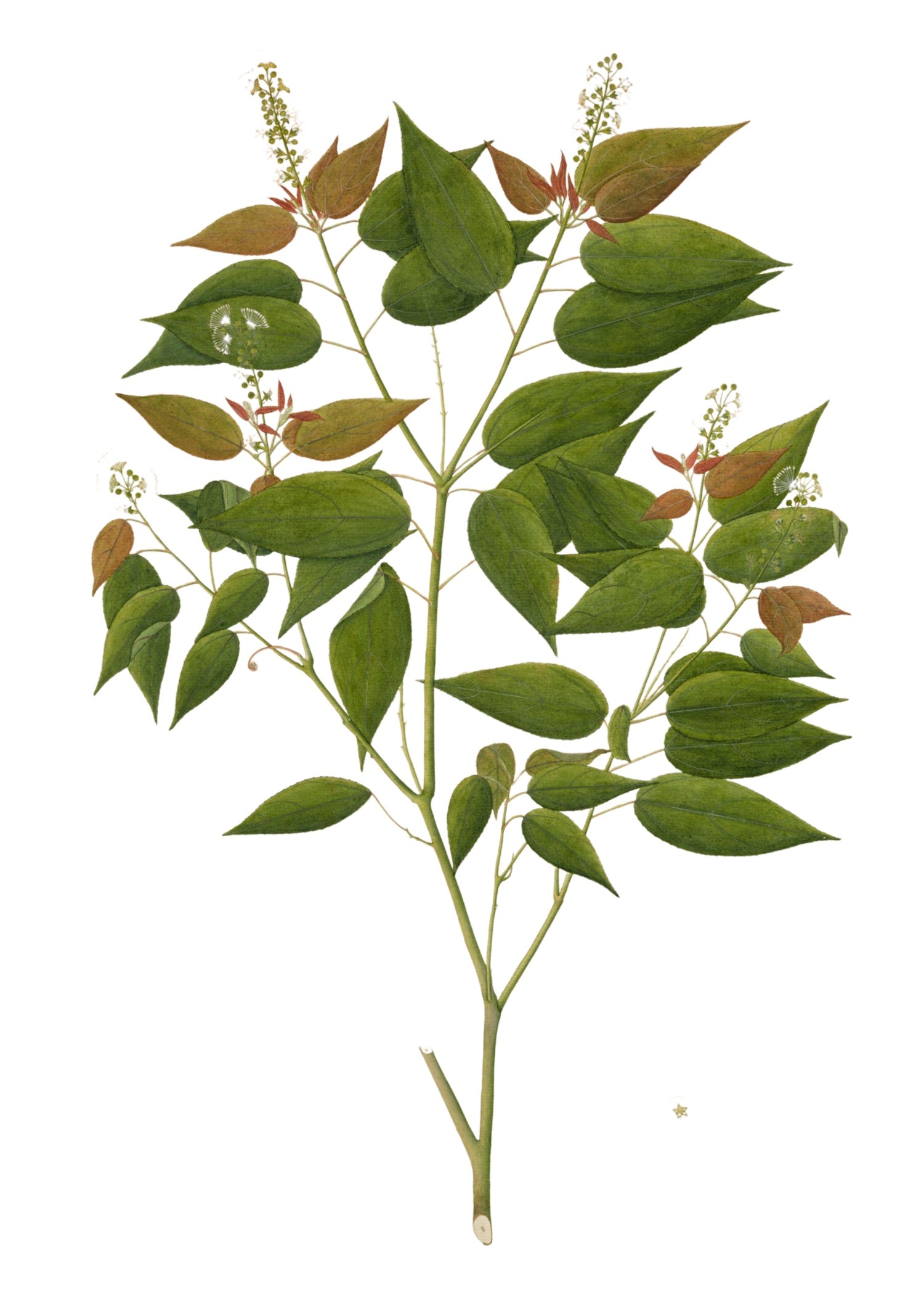 RAJ BOTANICAL 4