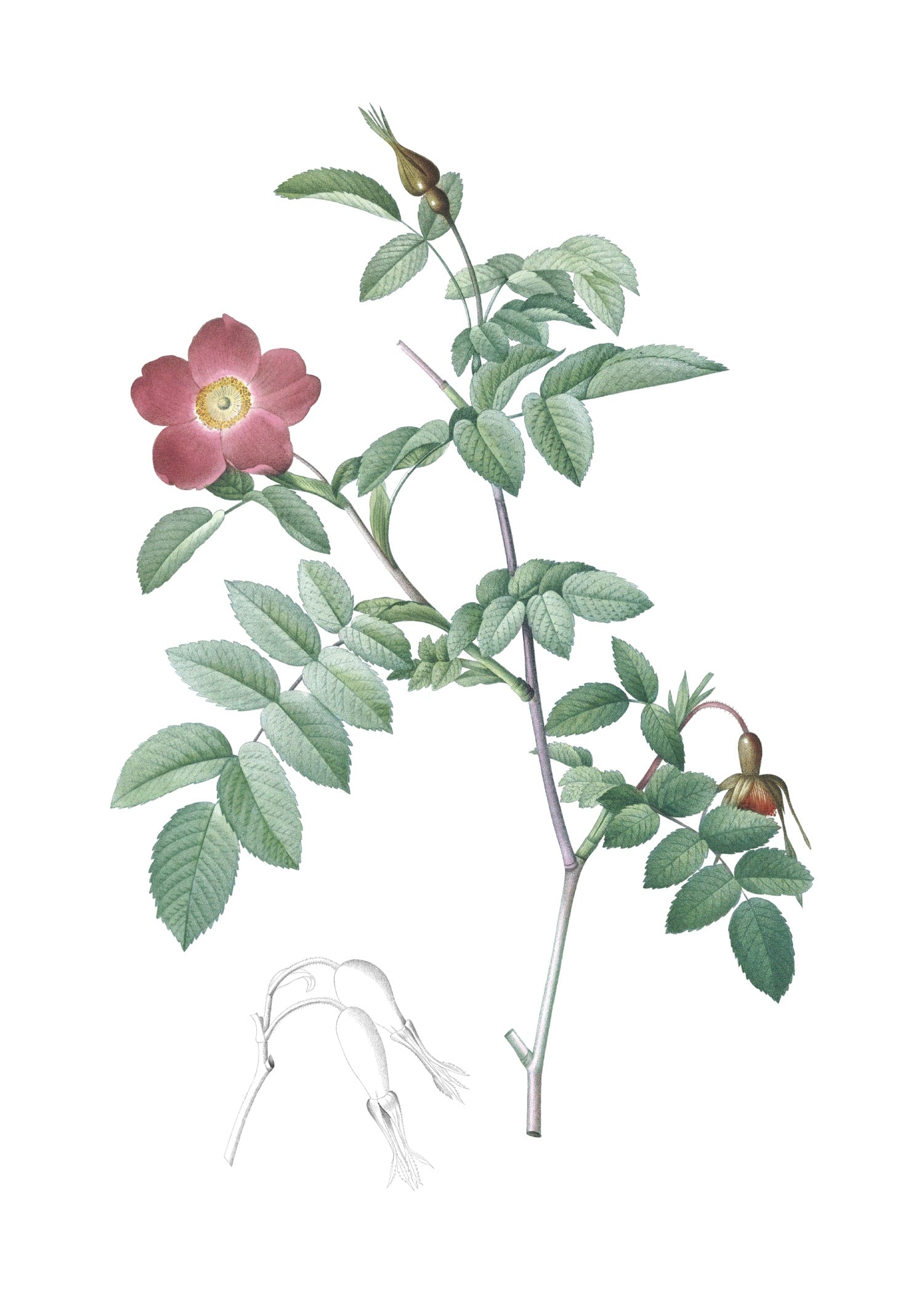 ROSE 10