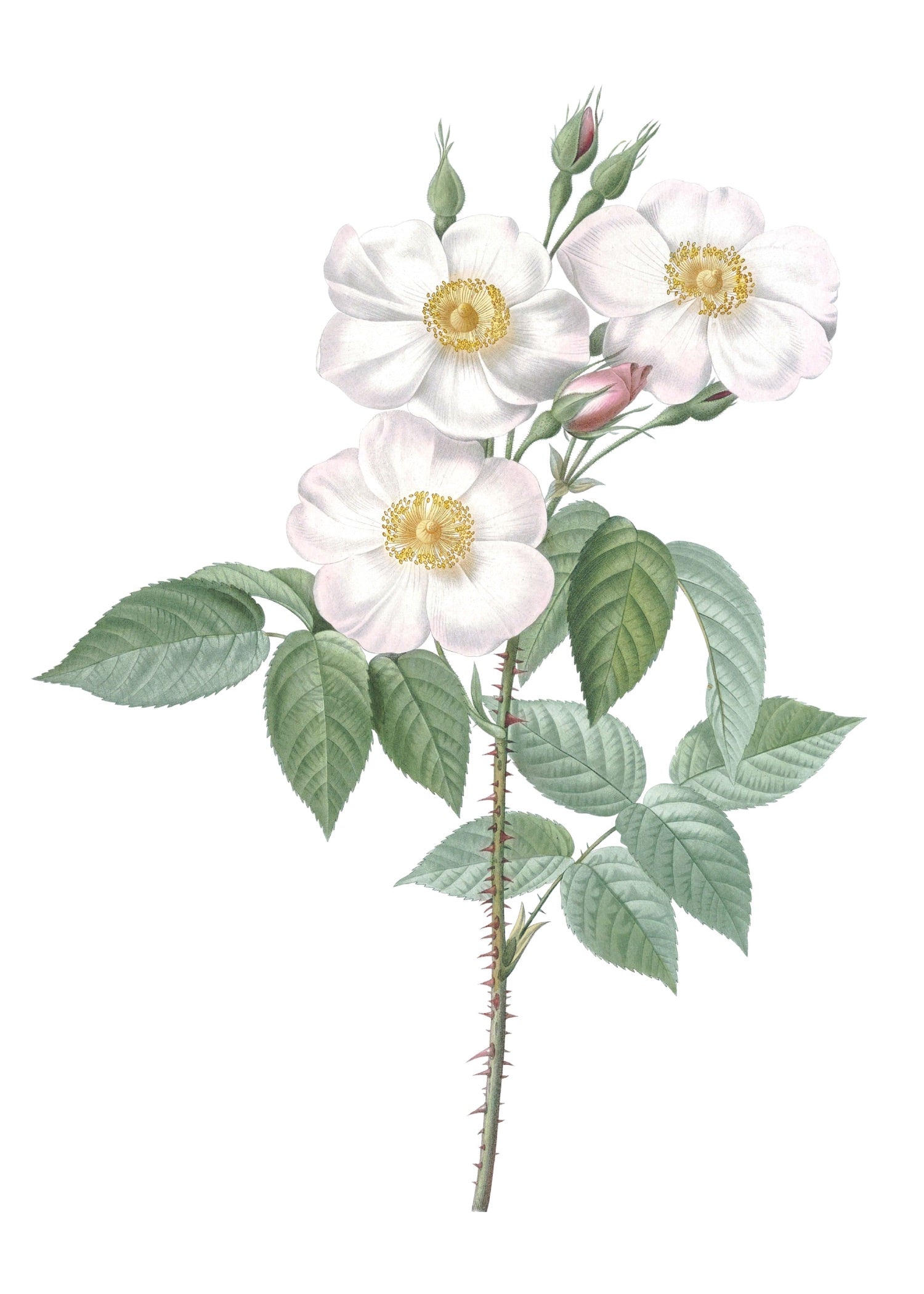 ROSE 12