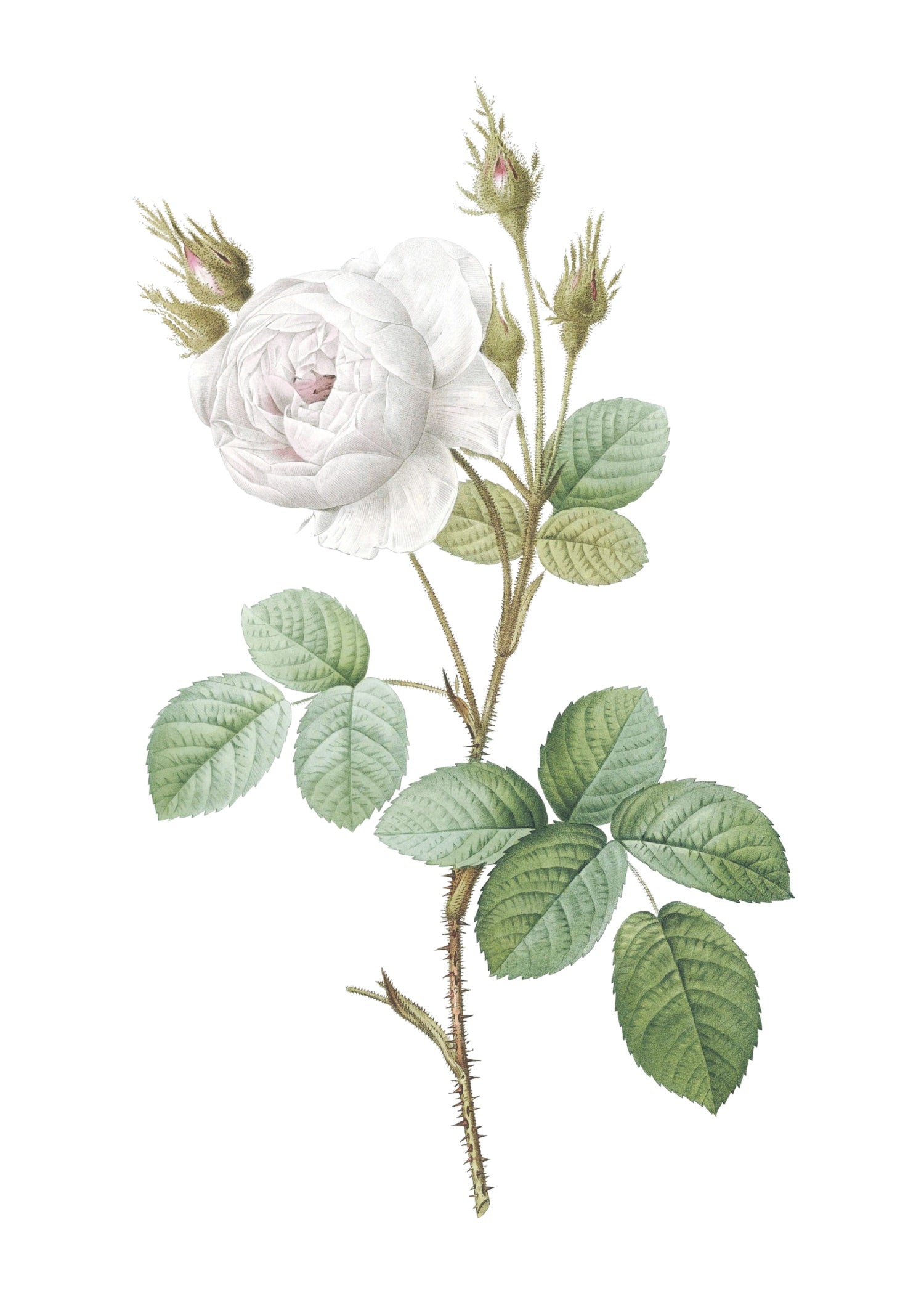 ROSE 15