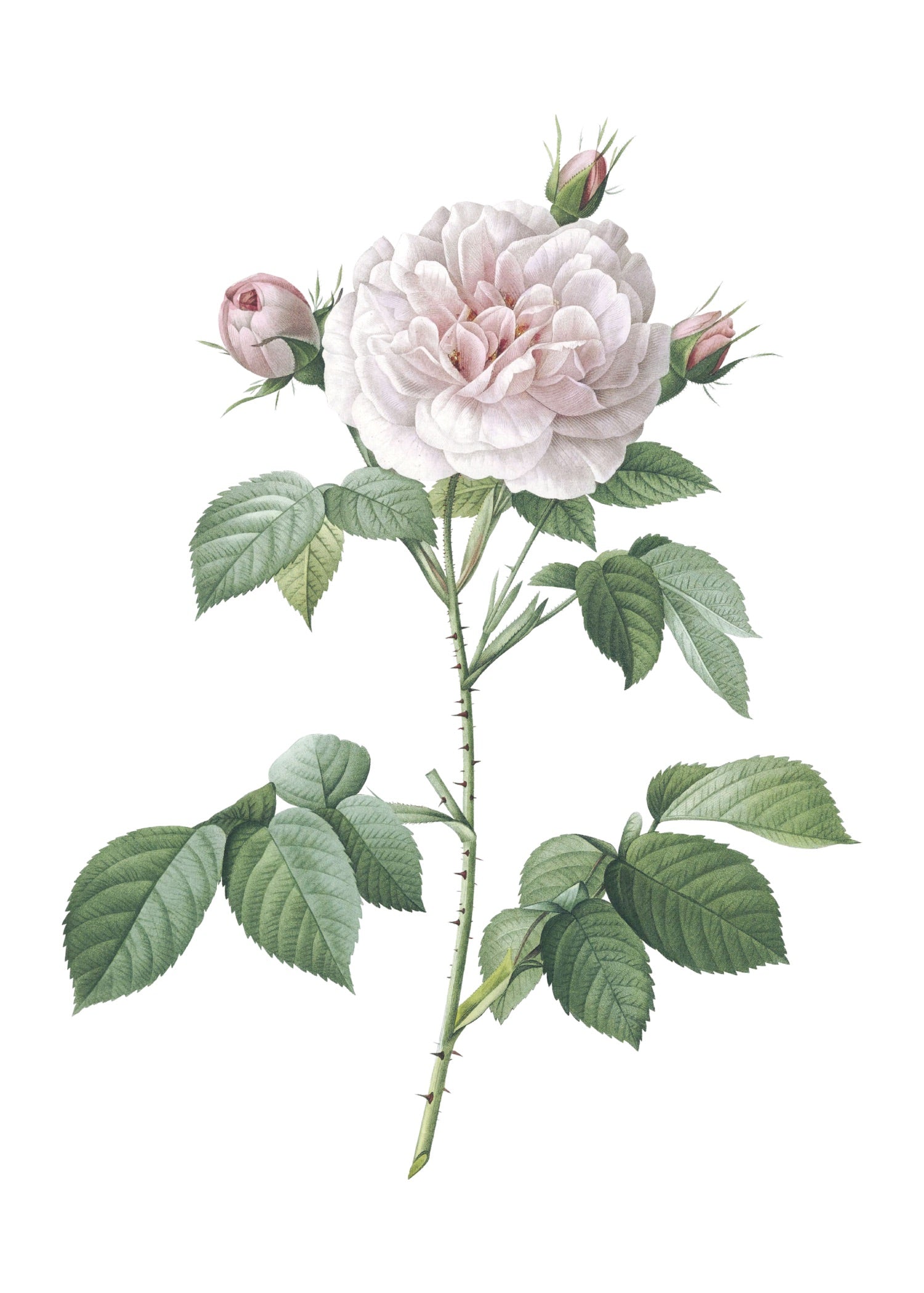 ROSE 17