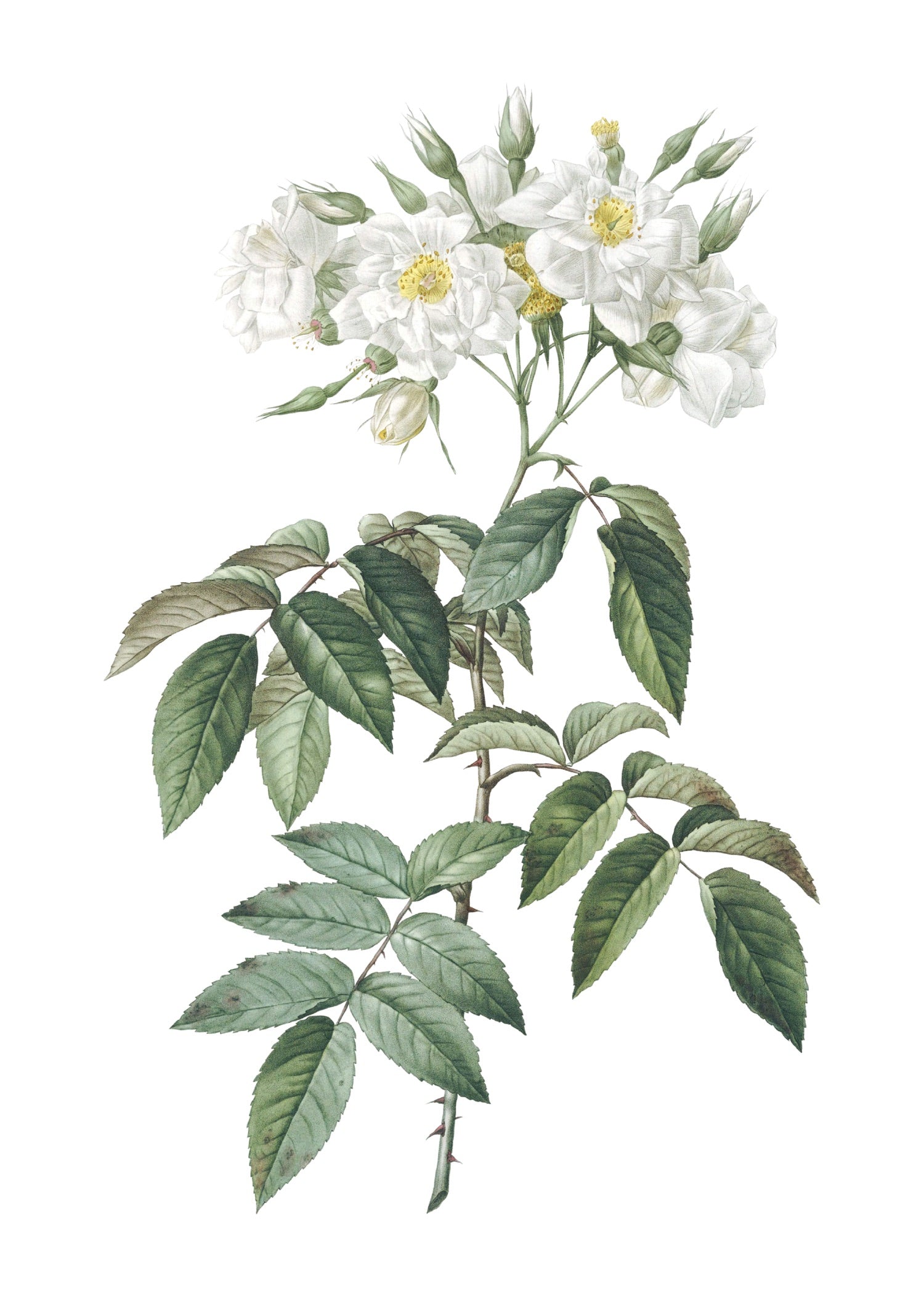 ROSE 18
