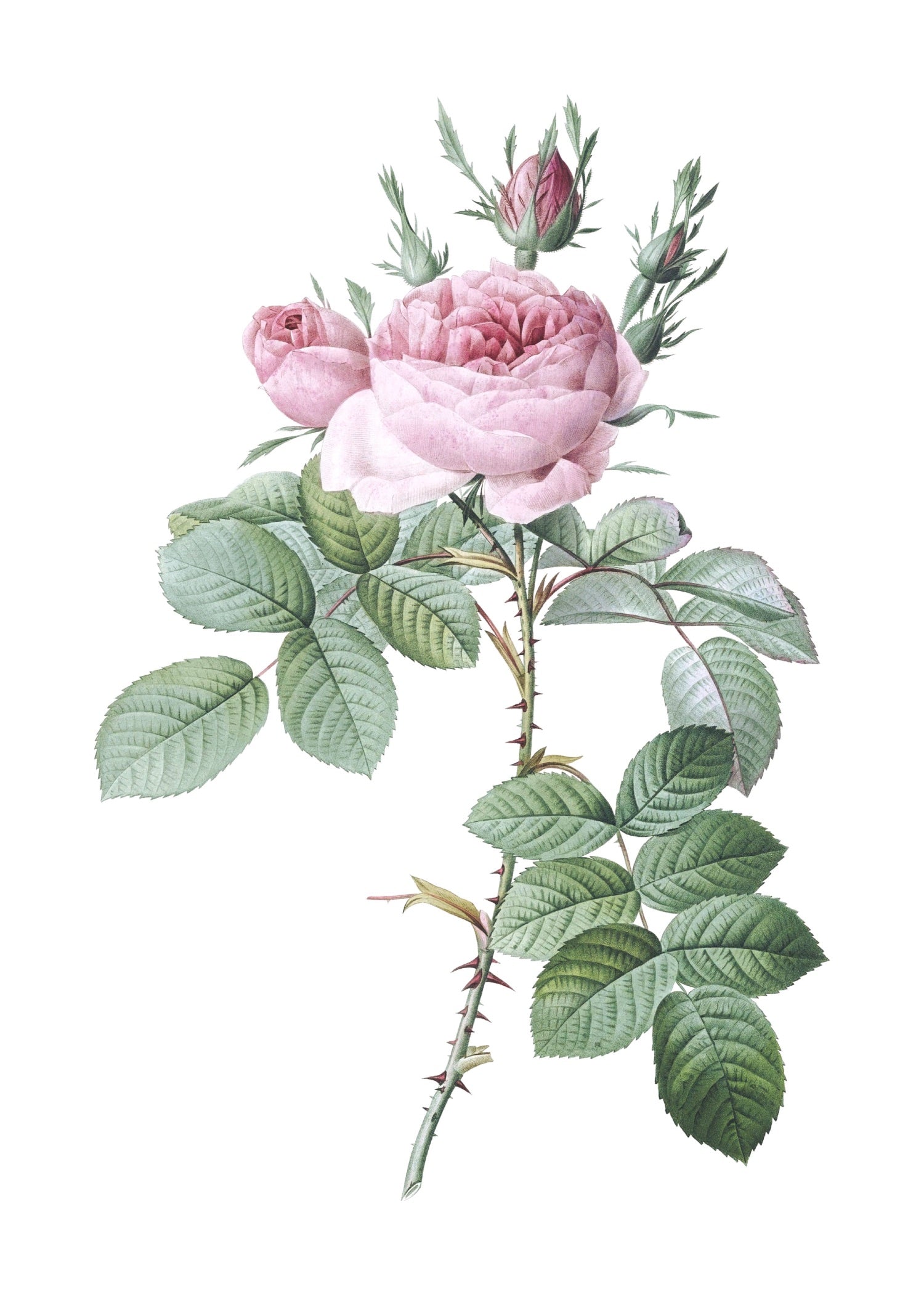 ROSE 19