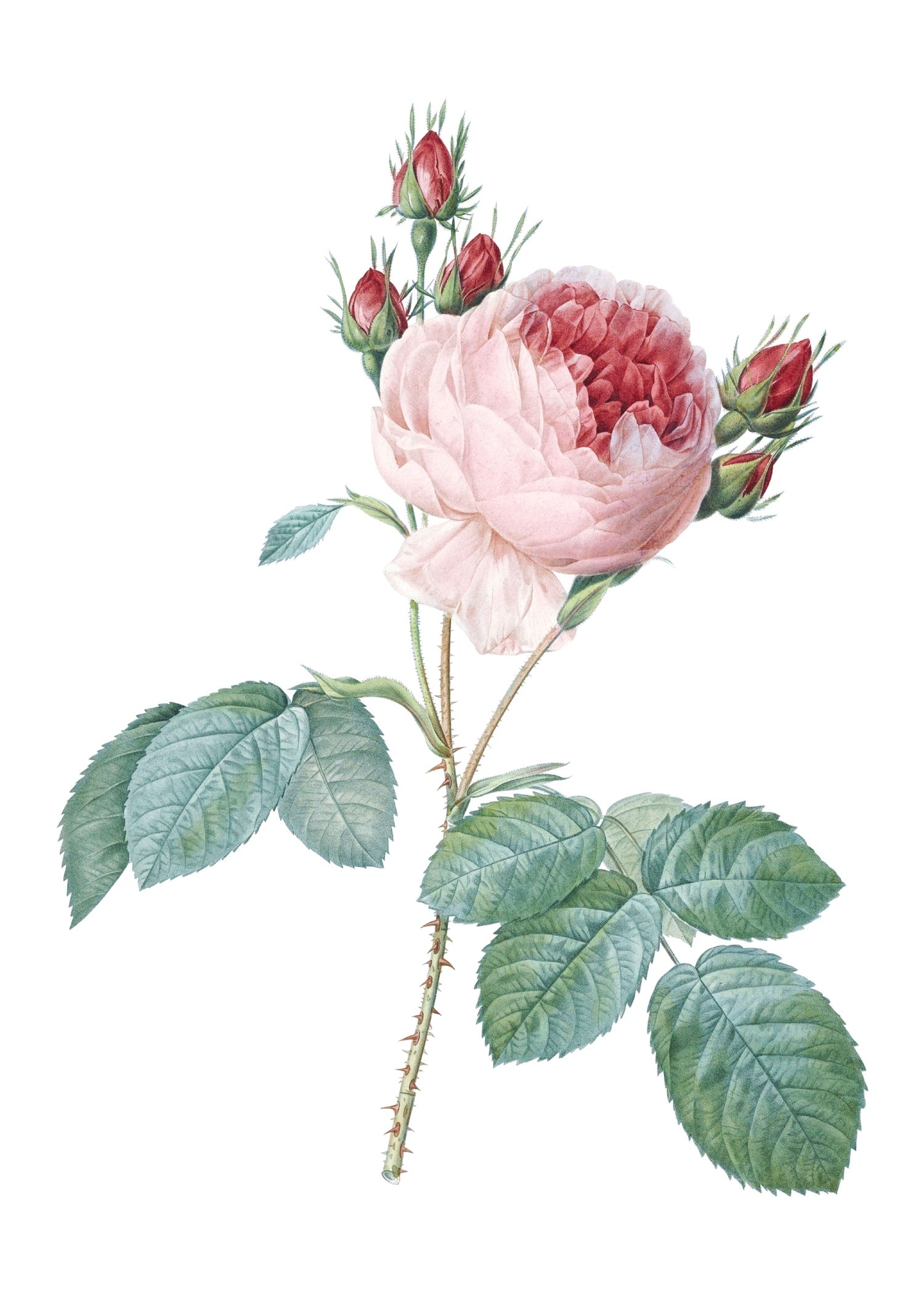 ROSE 2