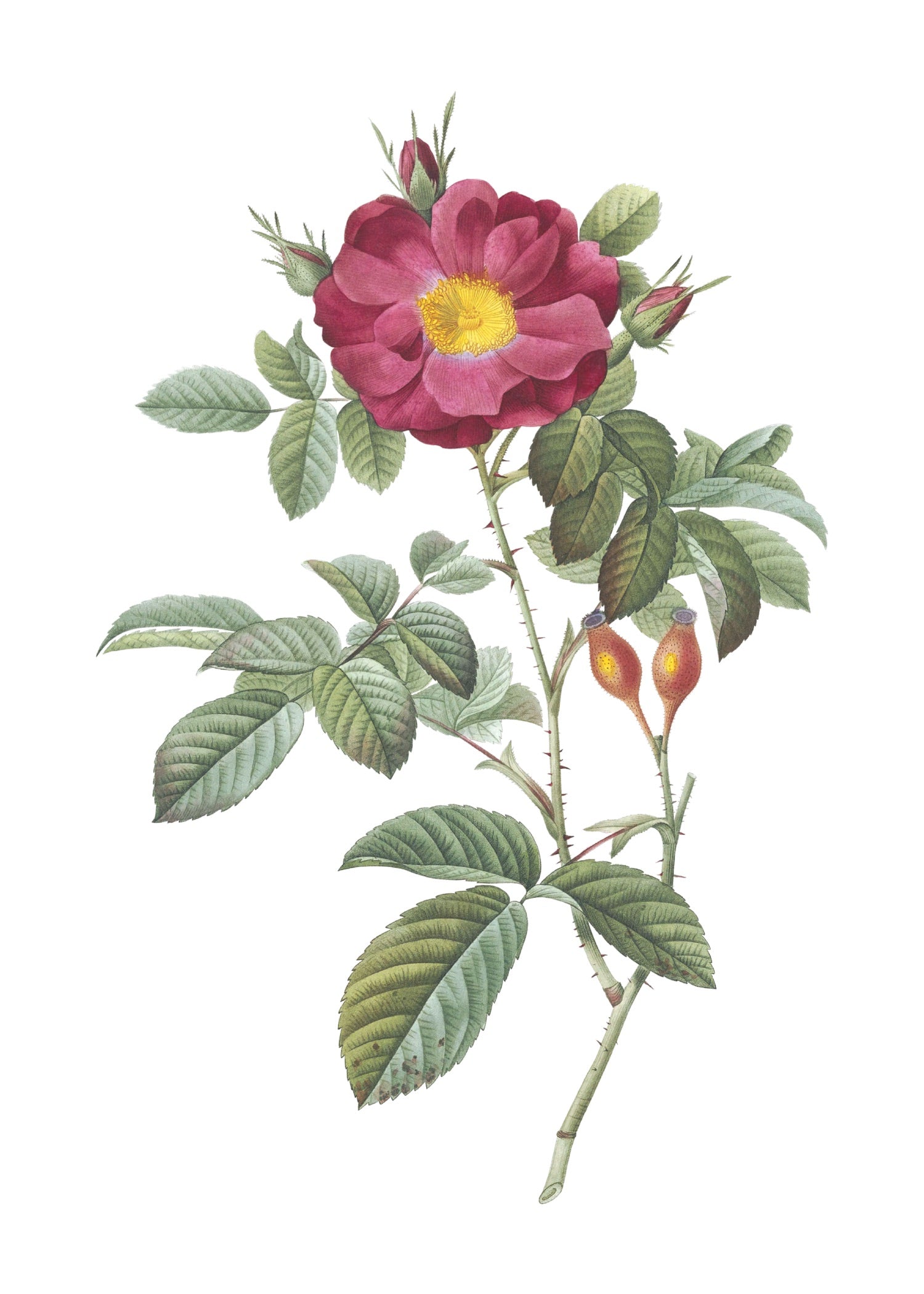 ROSE 20