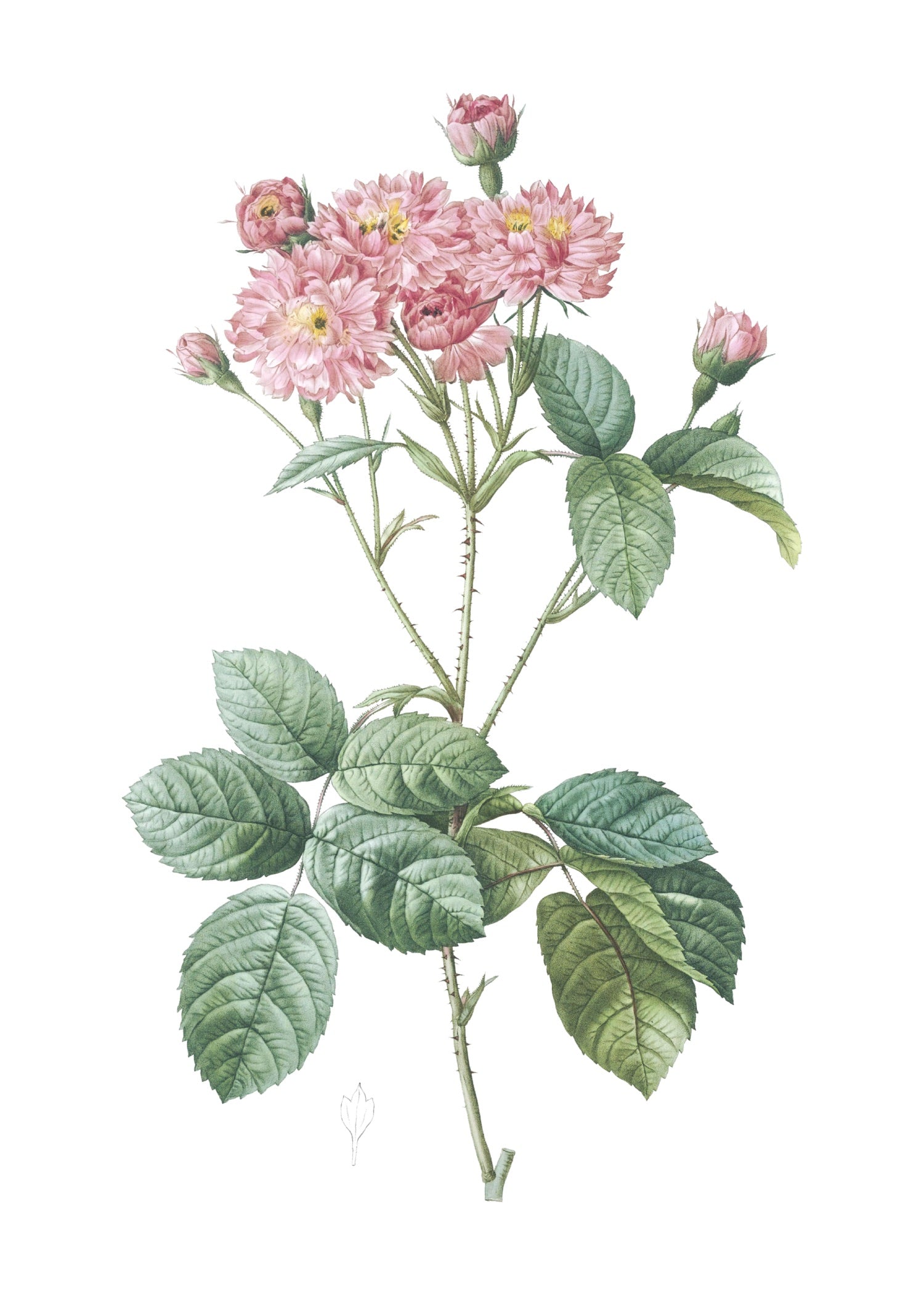 ROSE 22