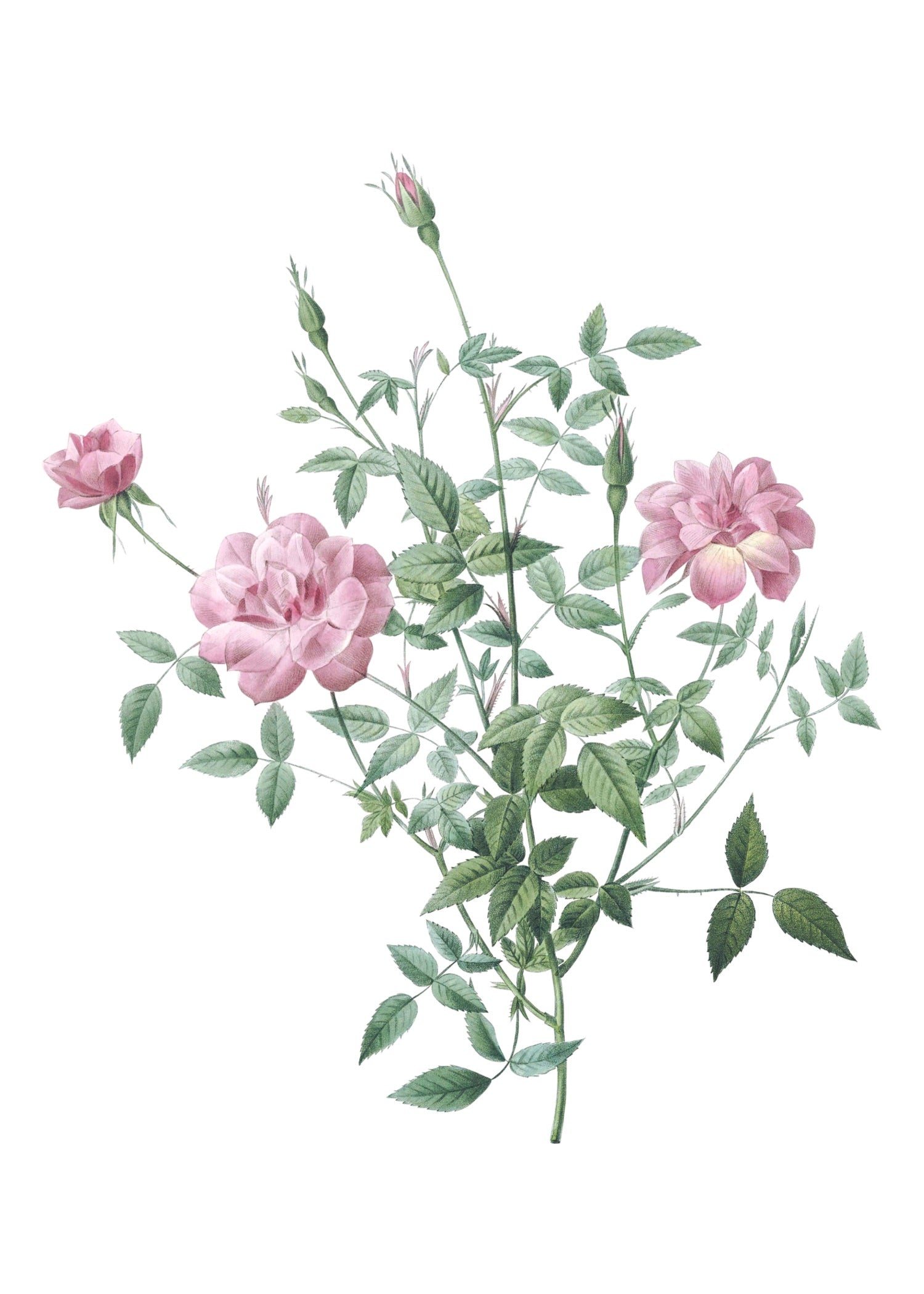 ROSE 23