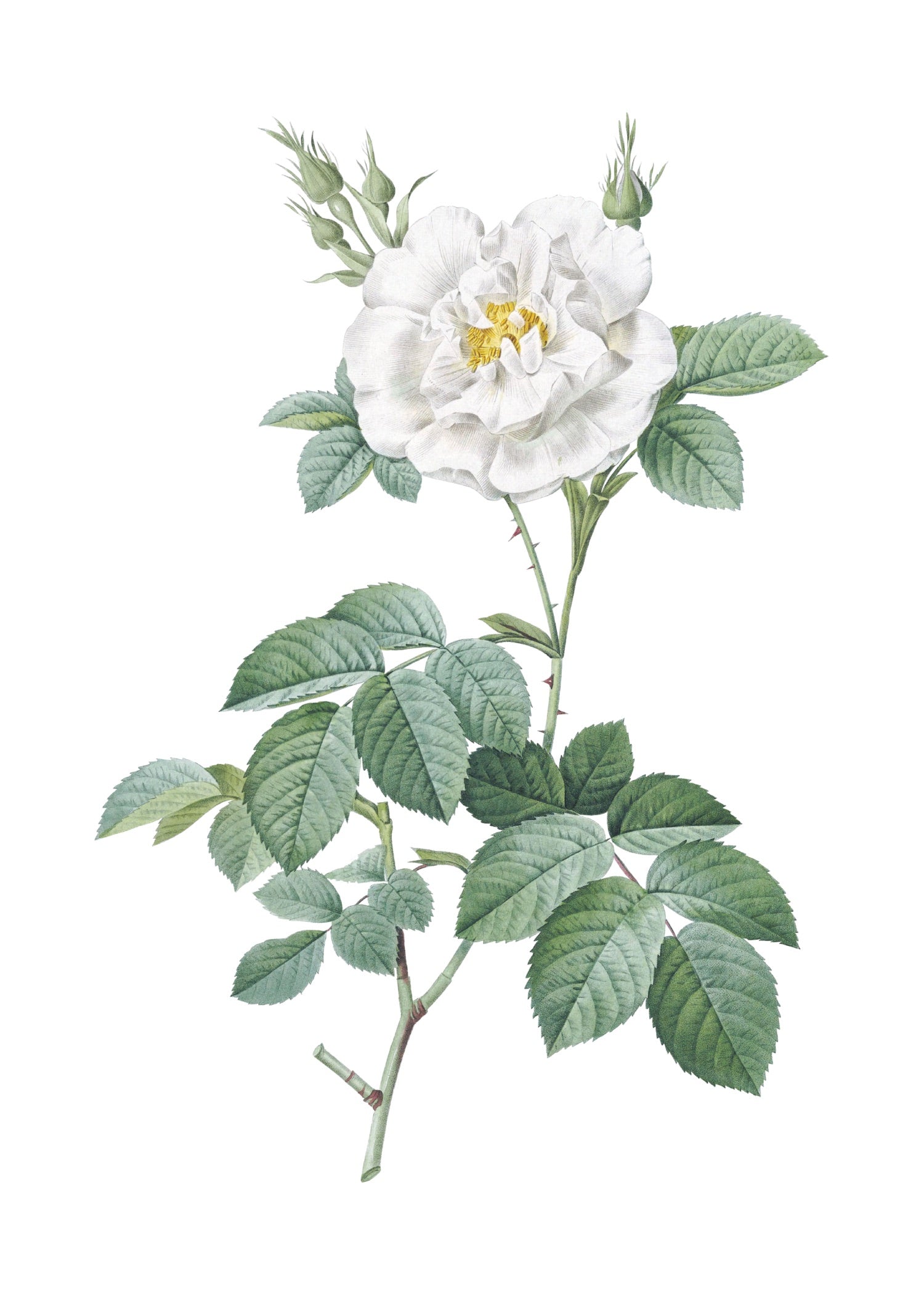 ROSE 24