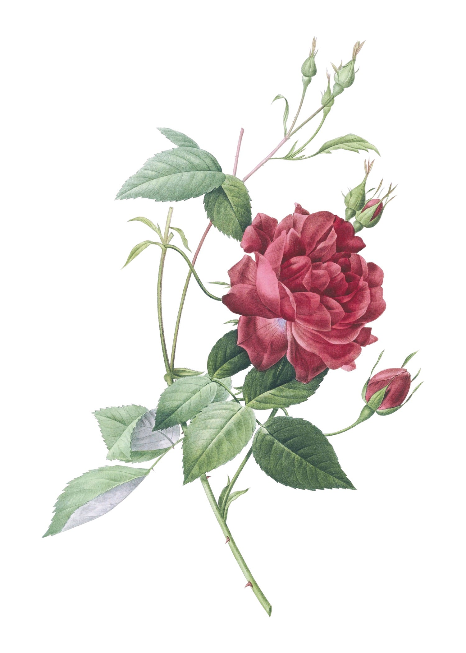 ROSE 27