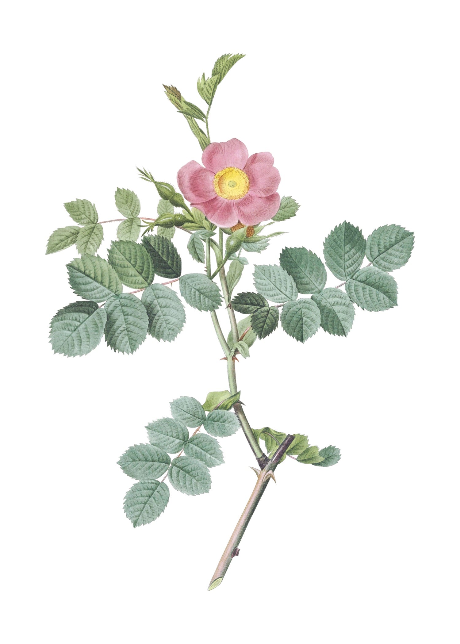 ROSE 28