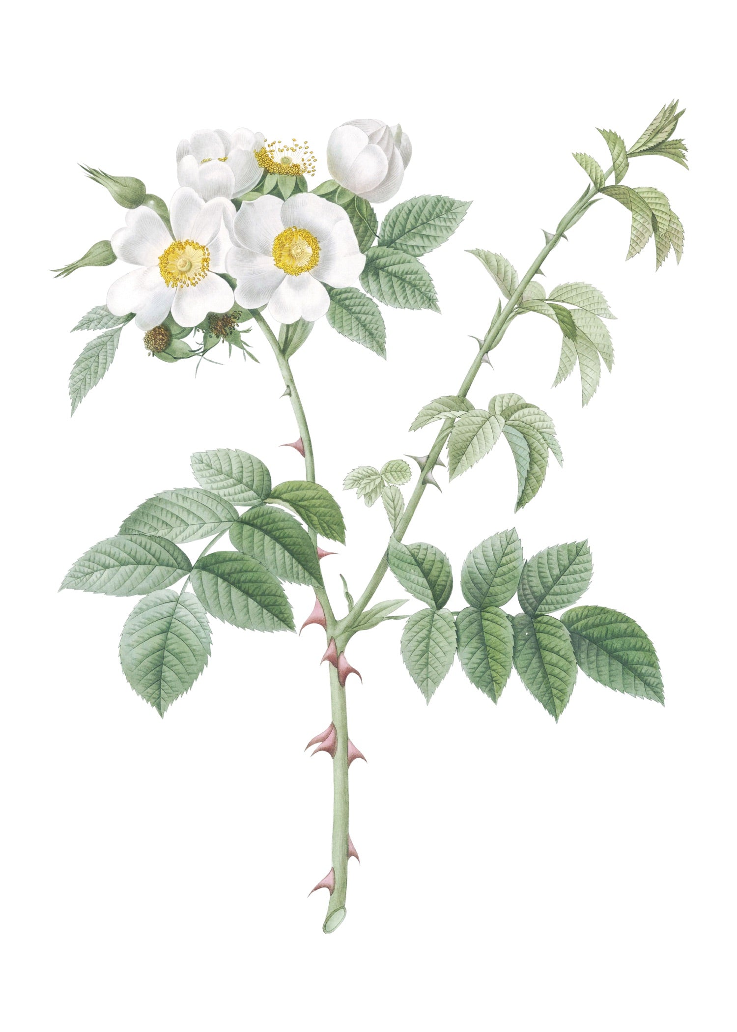 ROSE 30
