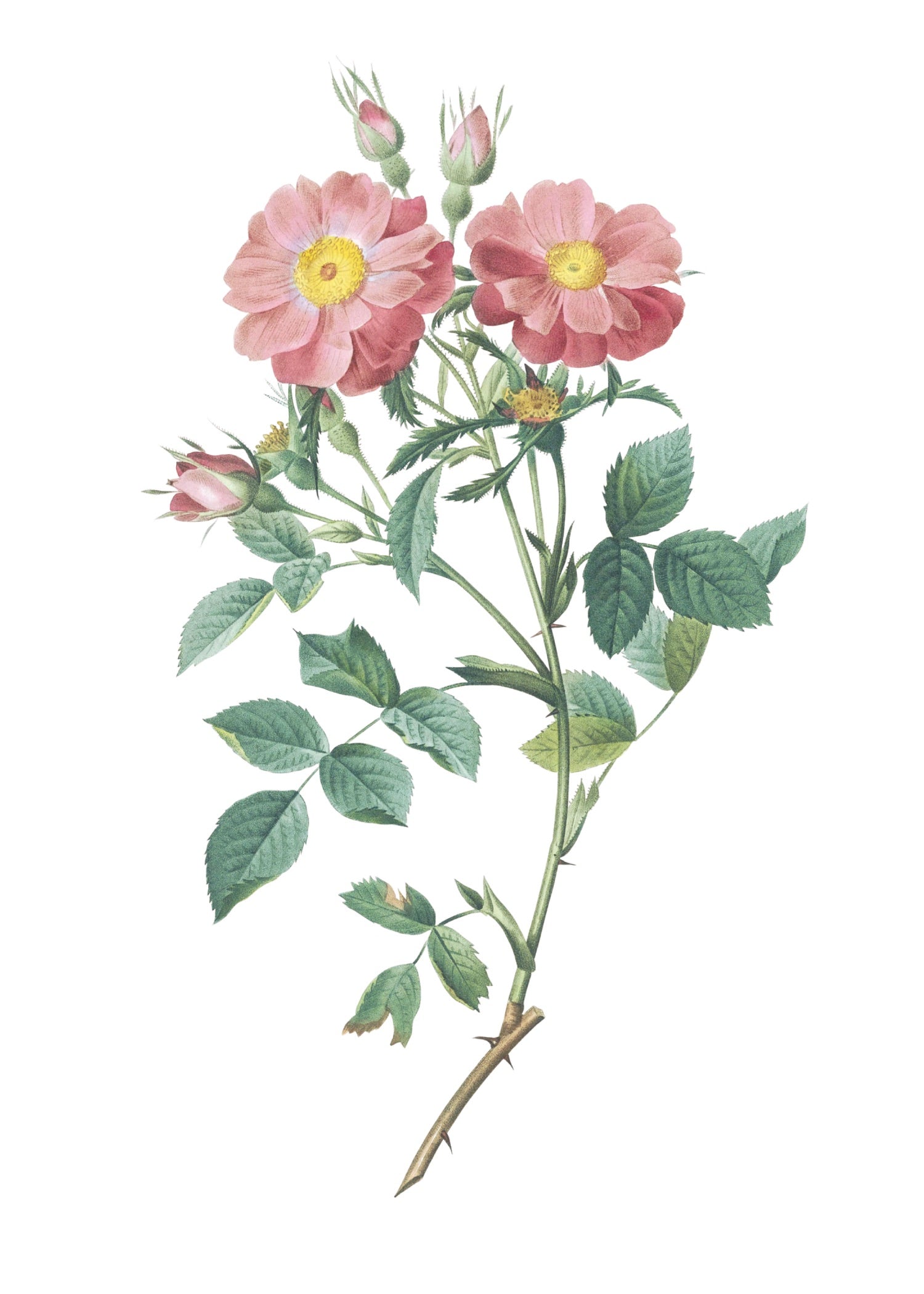 ROSE 34