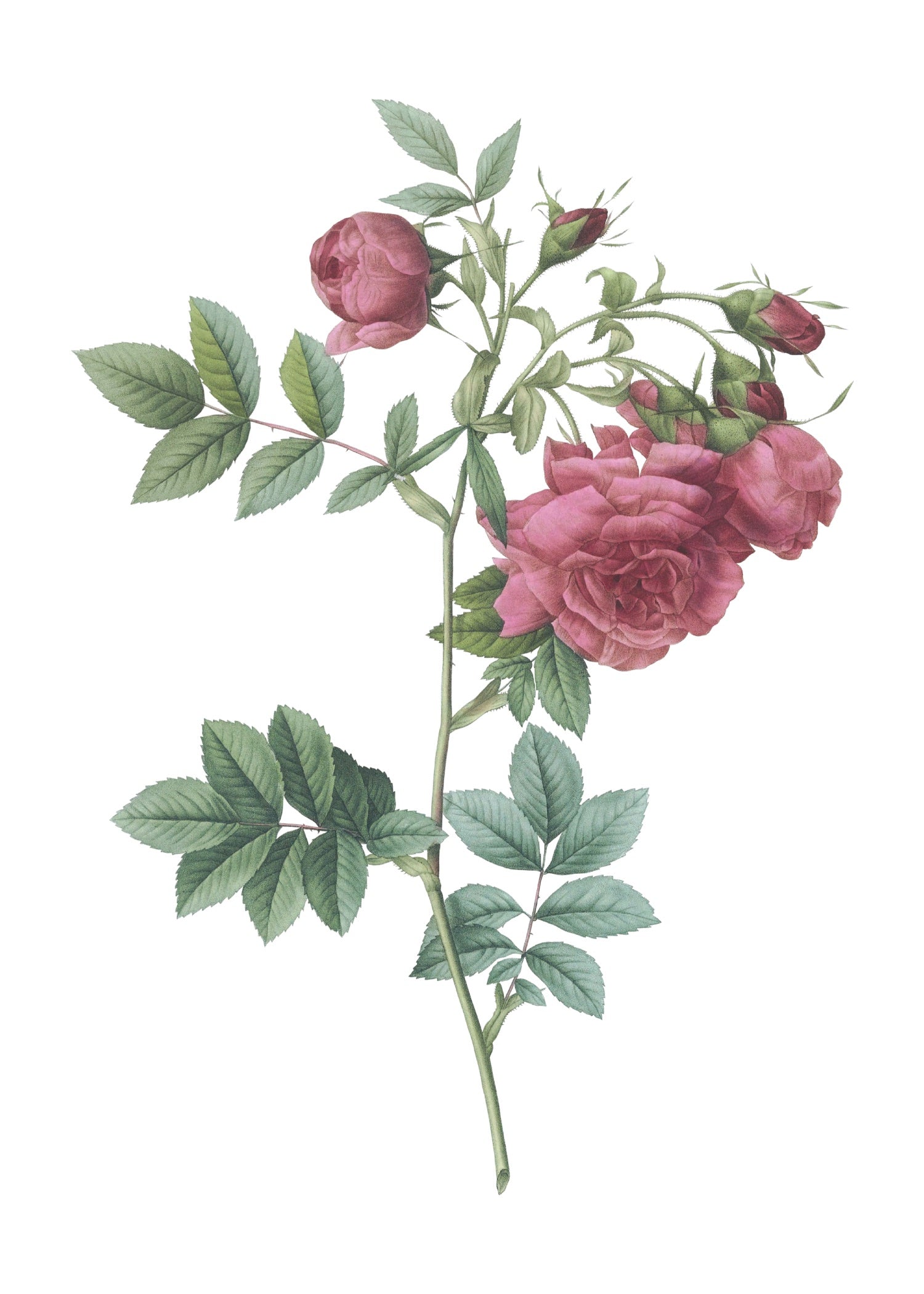 ROSE 35