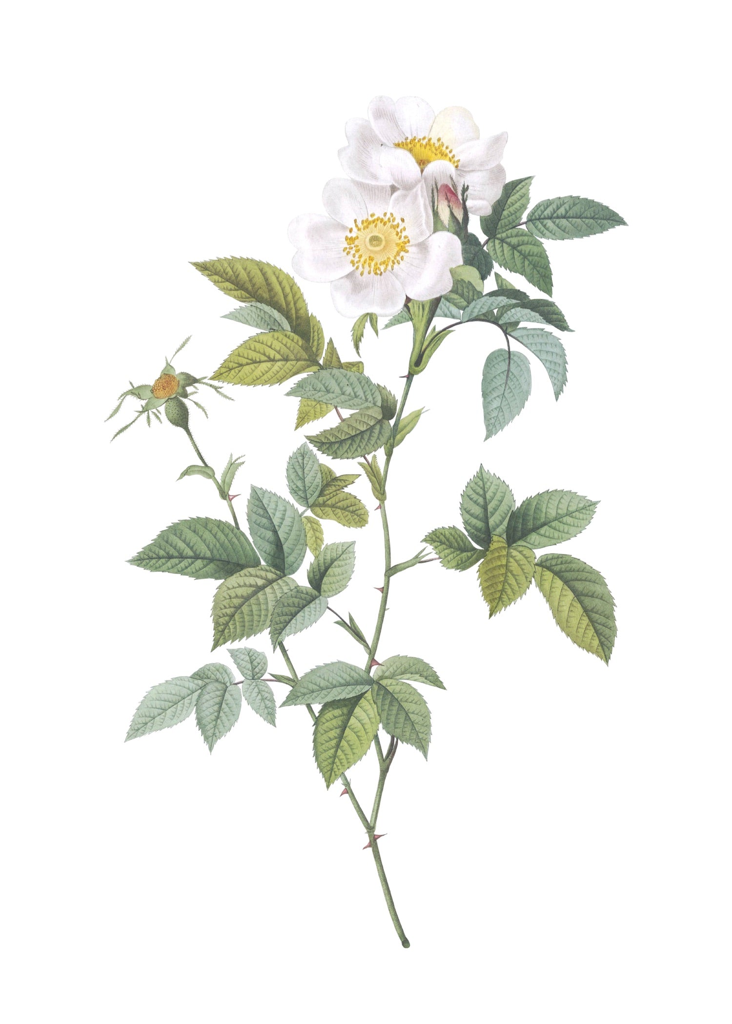ROSE 36