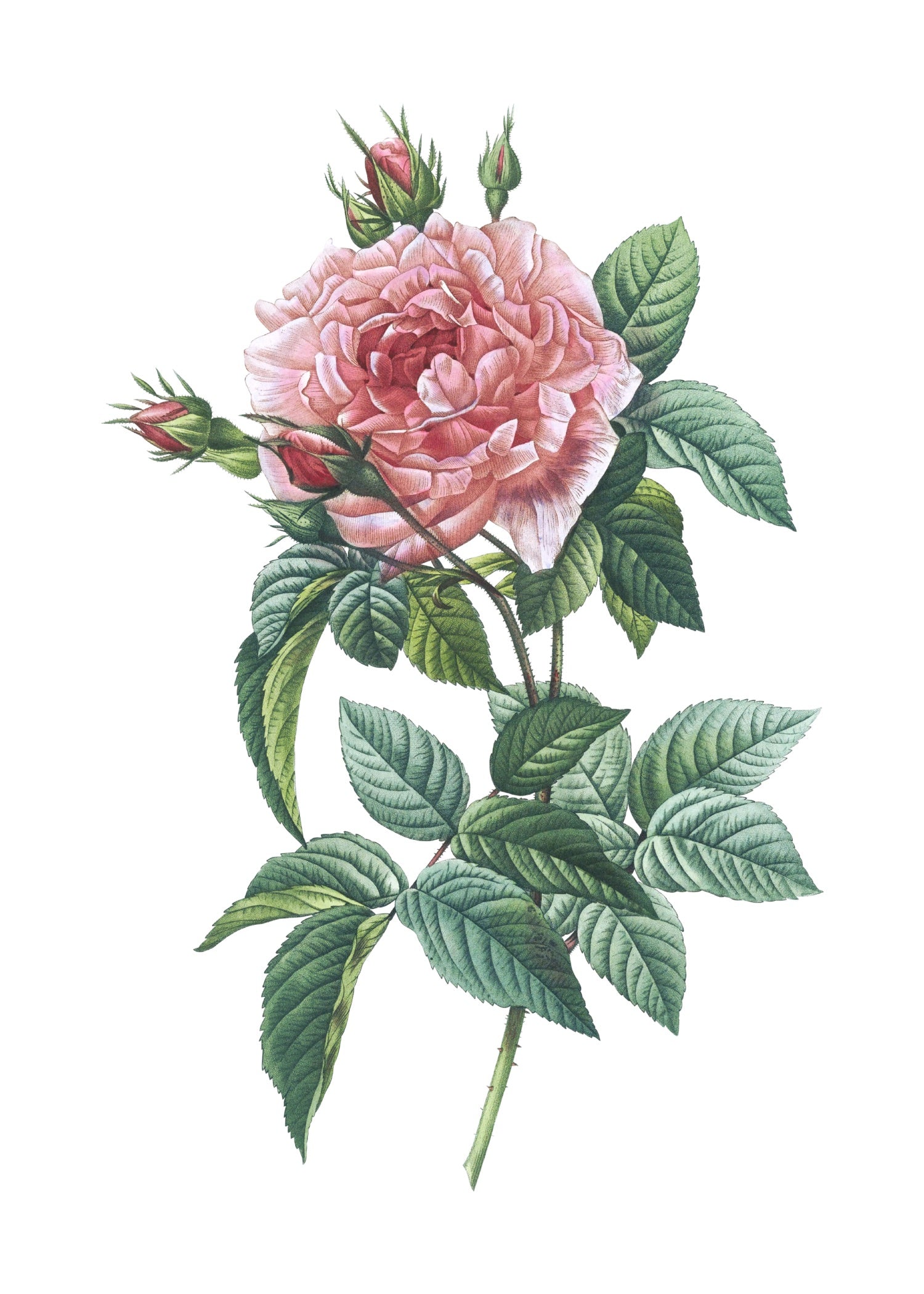 ROSE 37